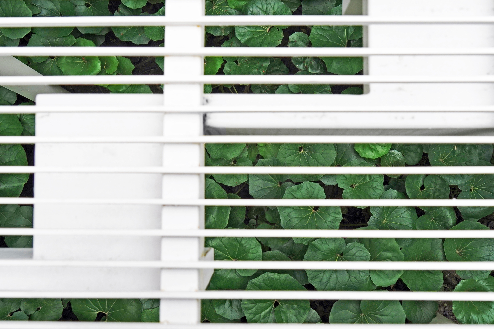 White horizontal slats and a vertical post in front of dense round green leaves growing in a planted bed