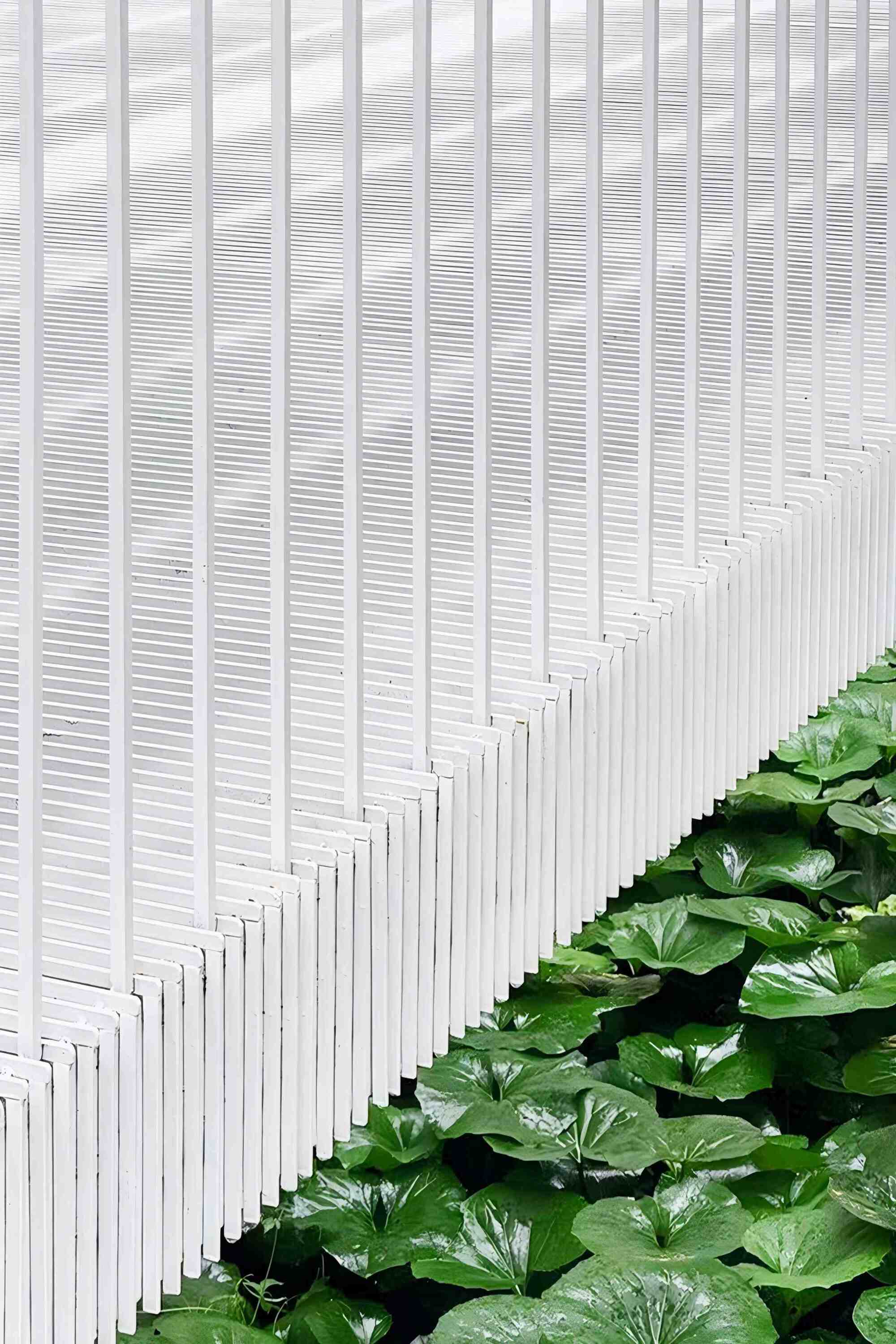 Close-up of white vertical slats stepping down along a sloped edge beside glossy green leaves, with streaks of sunlight