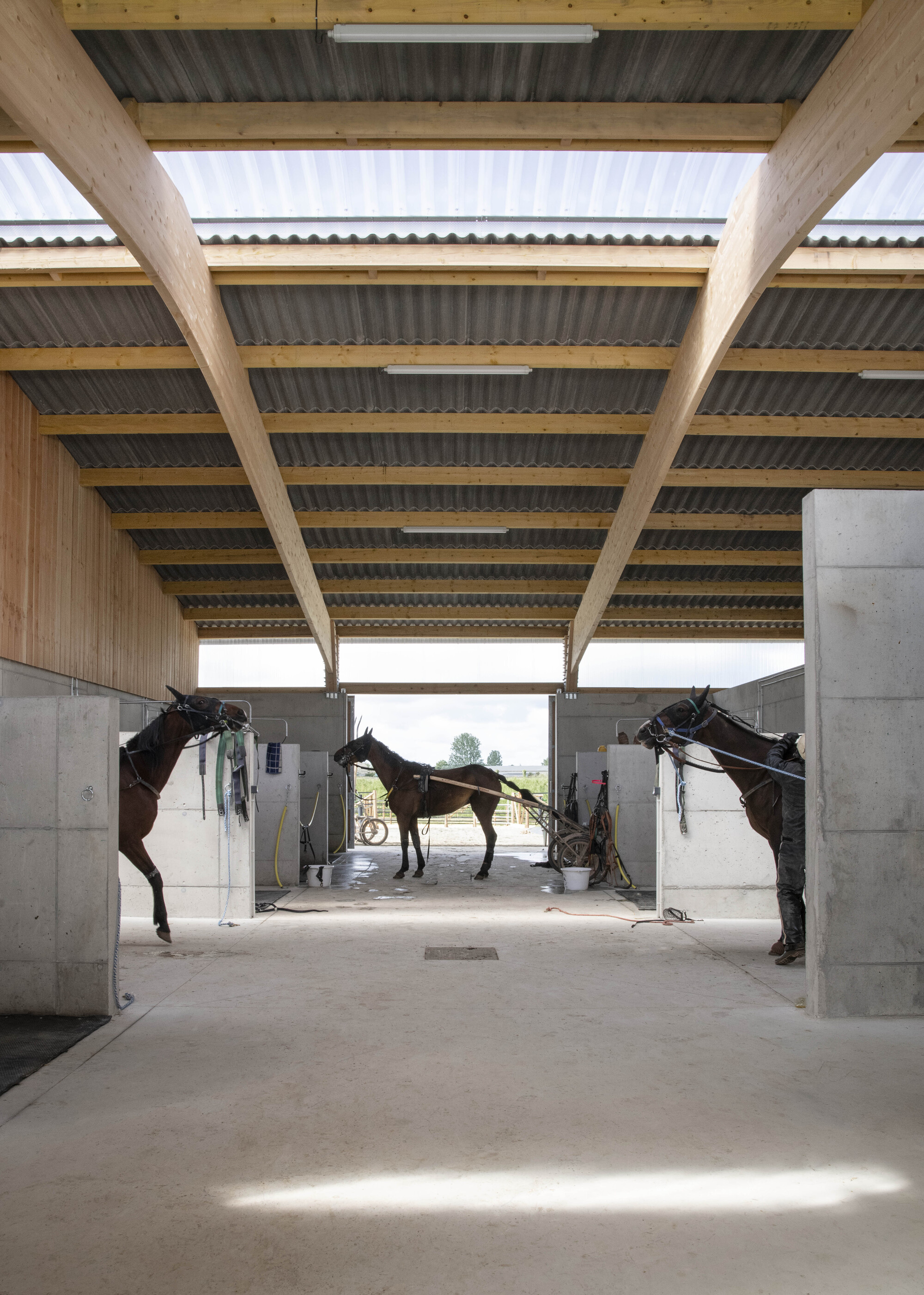Wash bay between concrete partitions under angled timber beams and translucent roof panels, with harnessed horses standing in sunlight