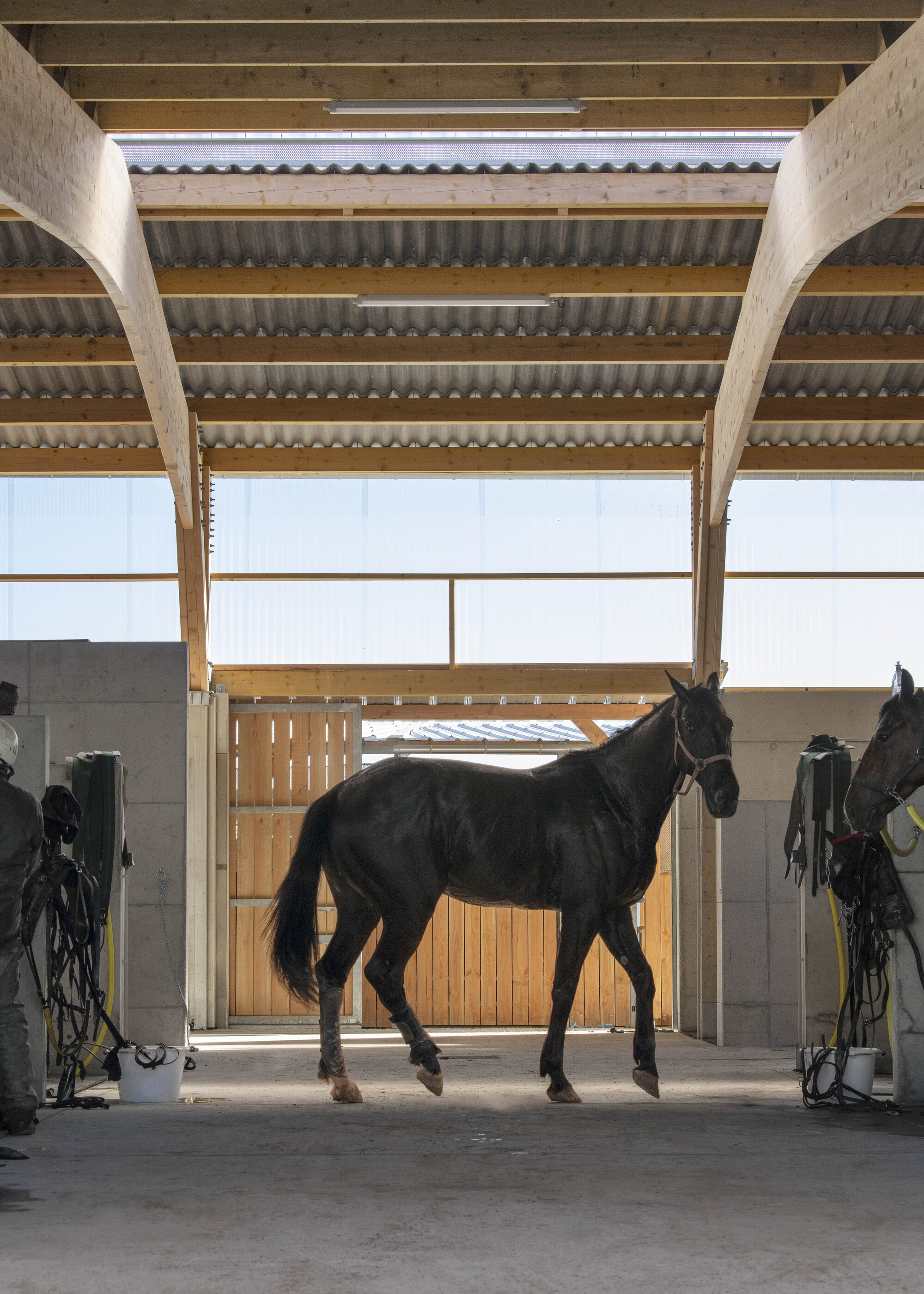 Dark horse walking across the concrete aisle beneath curved glulam beams and a corrugated translucent roof in bright daylight