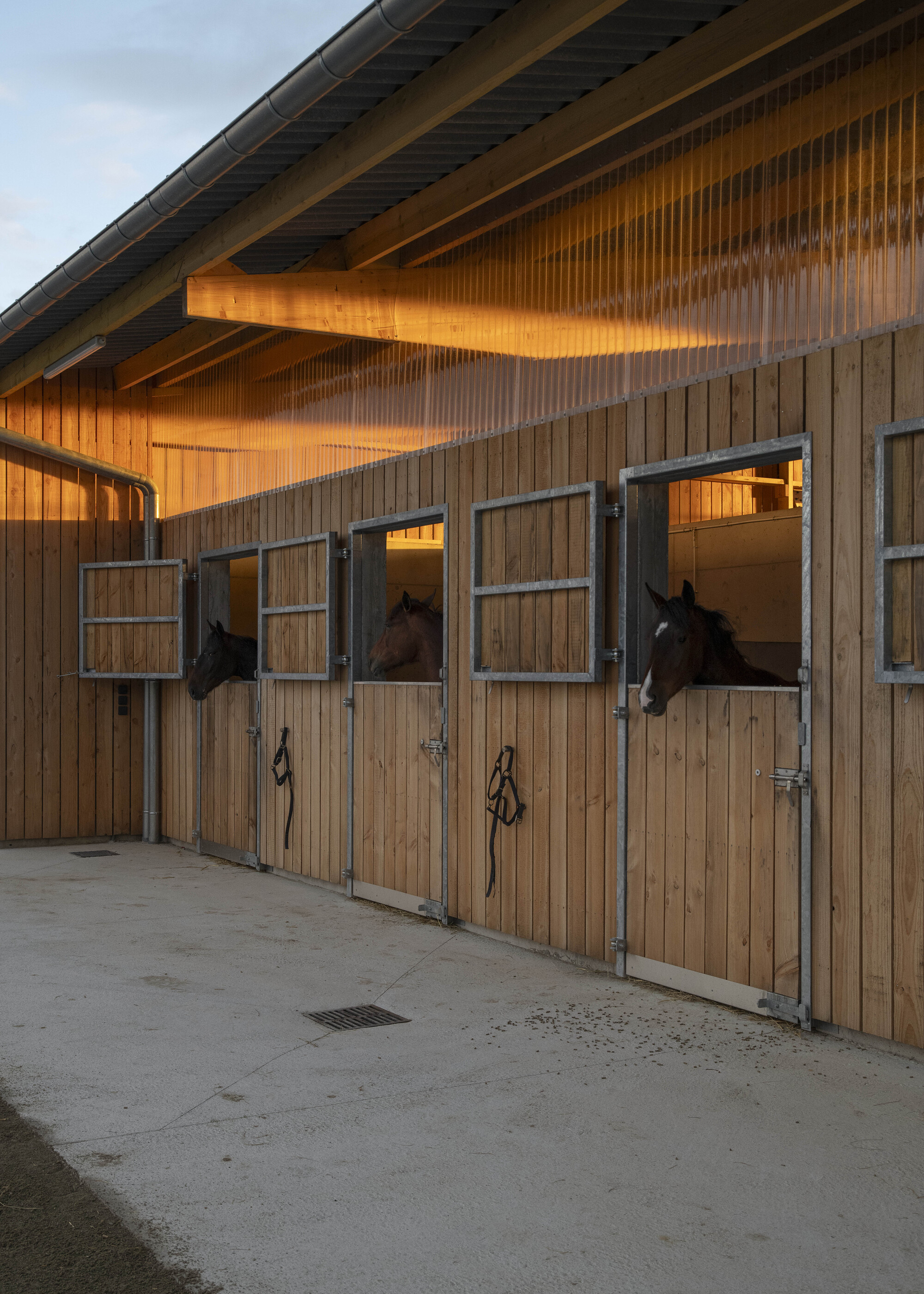 Row of timber-clad stable boxes with galvanized frames and horses looking out, lit by warm dusk light under the eaves