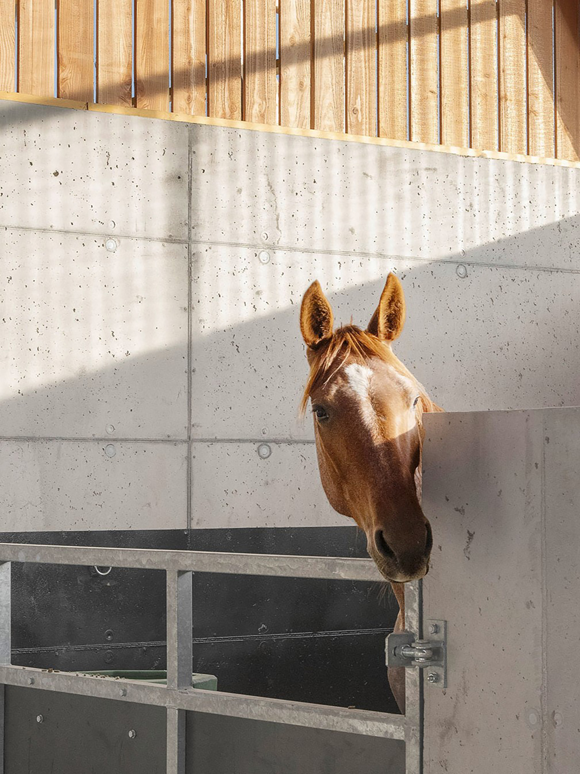 Chestnut horse leaning over a concrete stall partition, with slatted timber above and sharp sun shadows across the wall