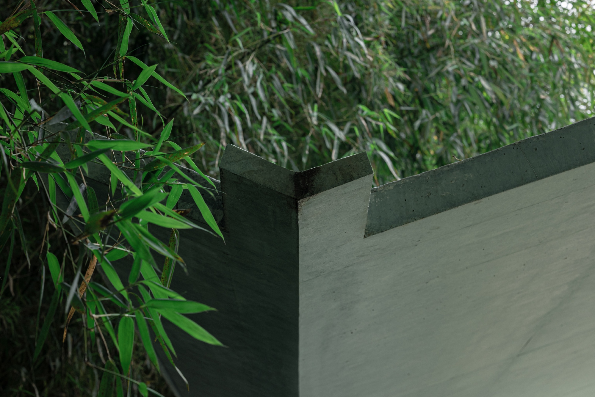 Detail of the notched concrete roof corner pressed against swaying bamboo leaves in diffuse overcast light