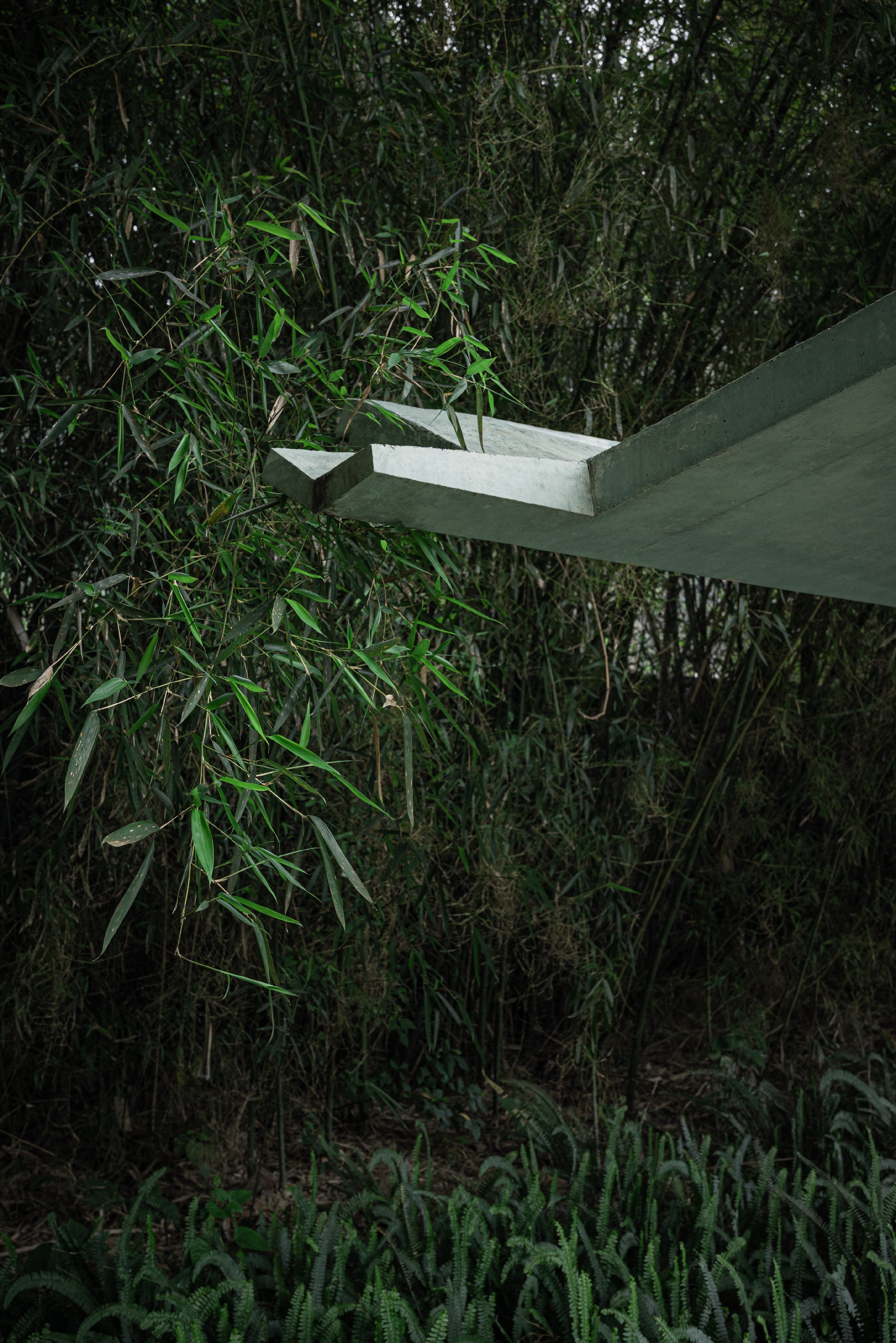 Close-up of the stepped concrete canopy edge projecting into hanging bamboo leaves above ferns