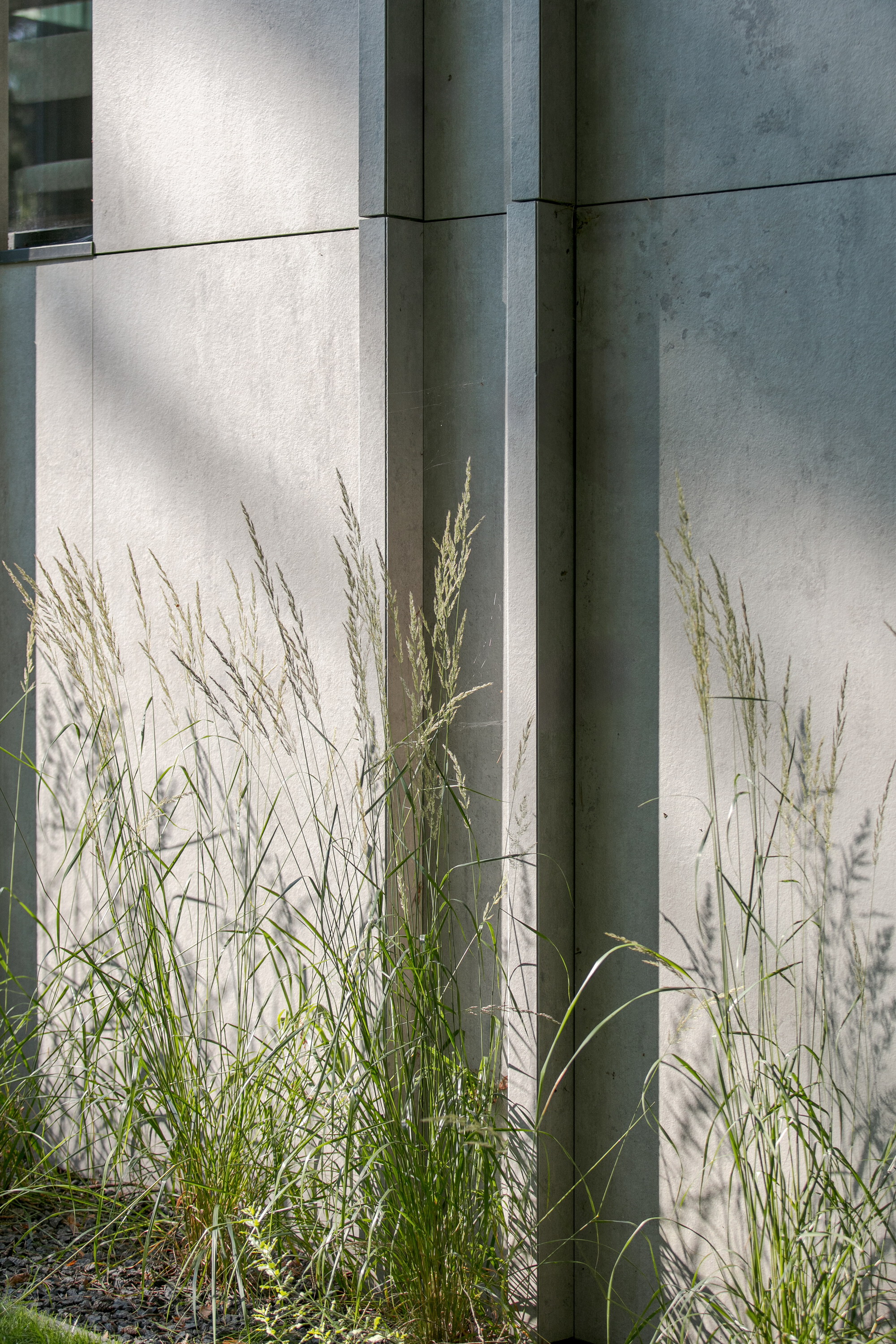 Detail of grey panel joints and vertical ribs with feathery grasses casting soft shadows across the surface in low sun