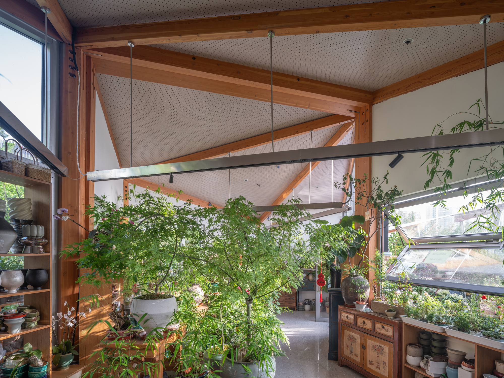 Interior corner with exposed timber rafters, perforated ceiling panels and a large potted maple among ceramics on shelves in soft daylight