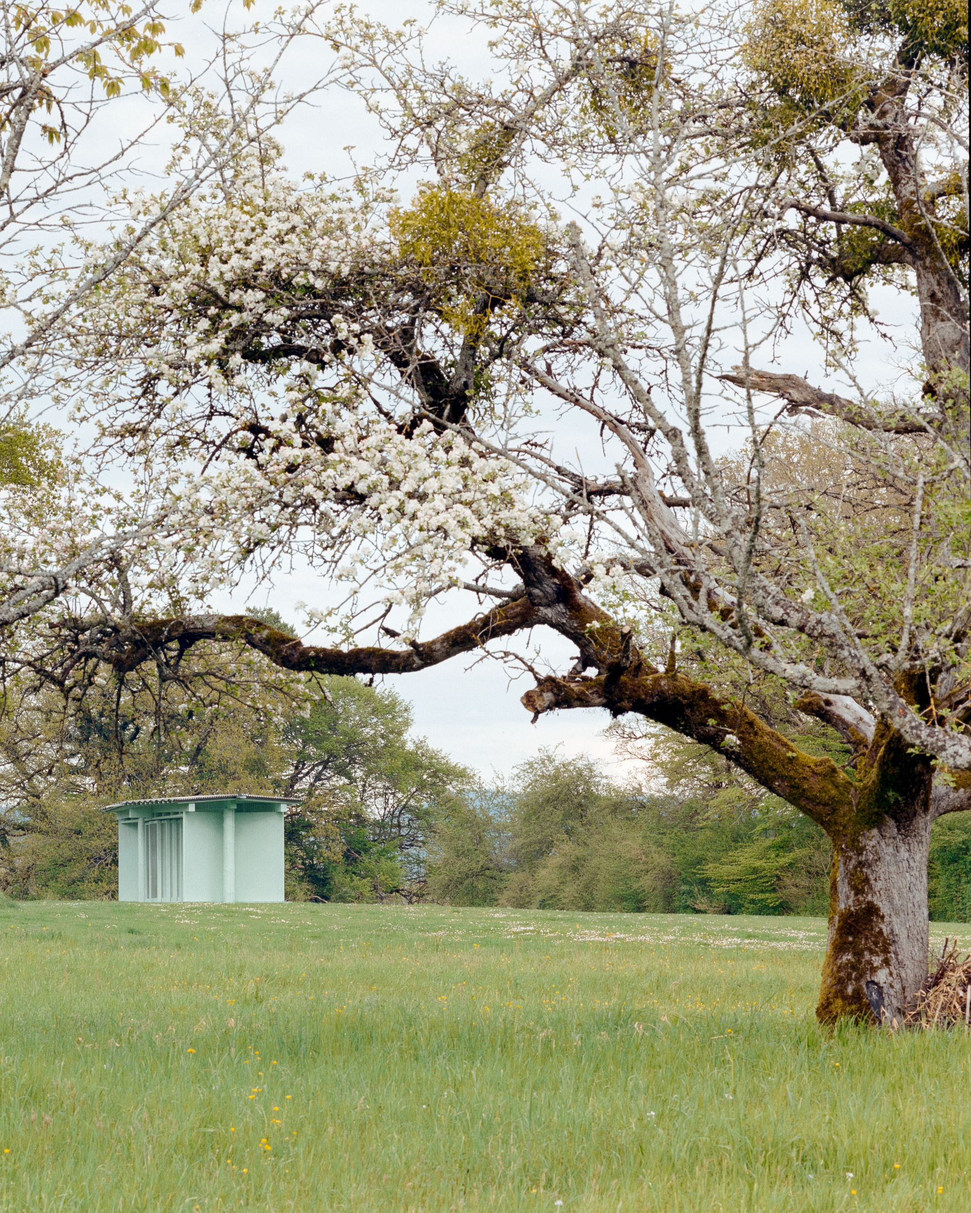Distant green pavilion seen beneath a mossy, blossoming fruit tree branch across a spring meadow