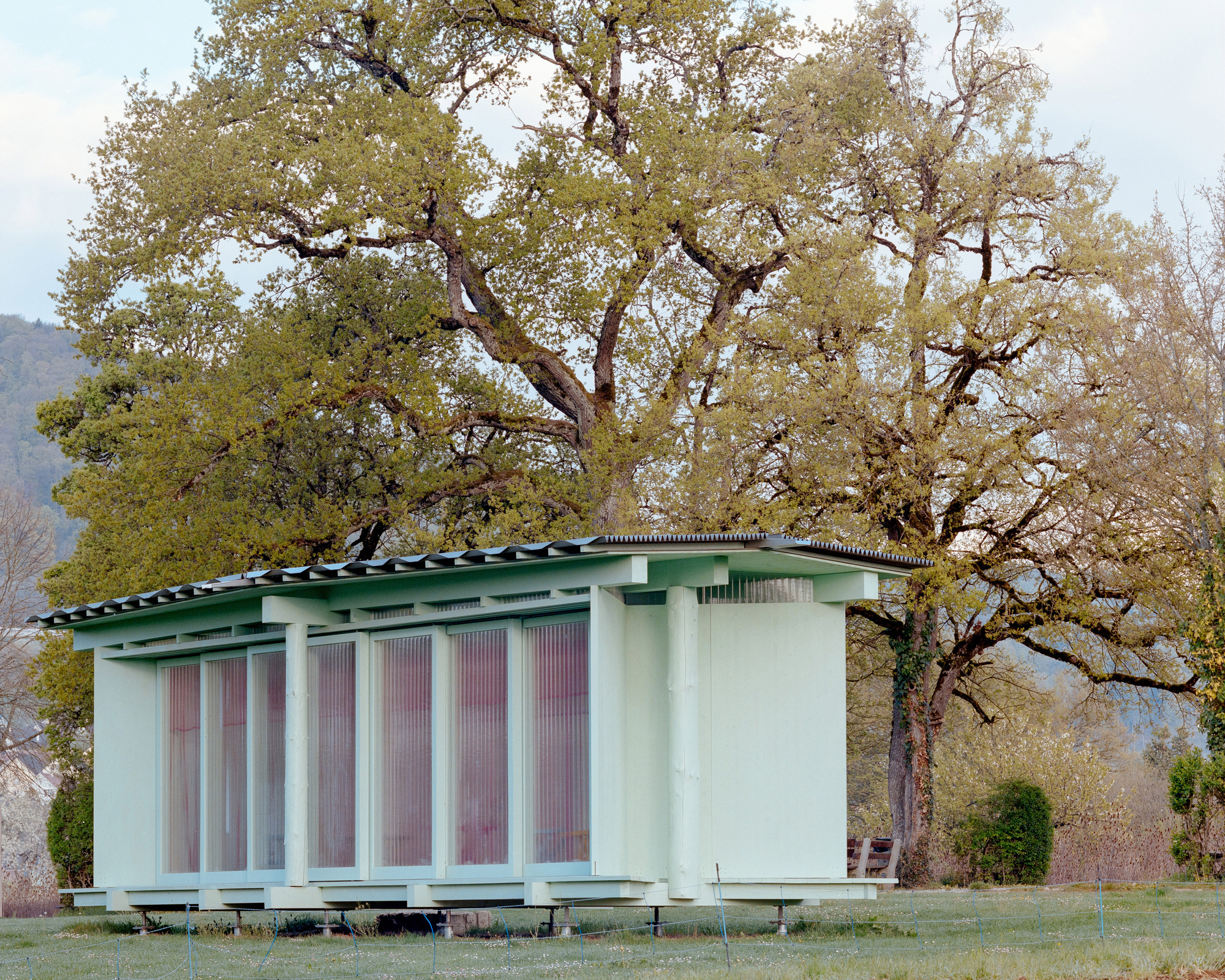 Pavilion seen from a low angle with its corrugated roof and pink-lined panels beneath a large oak in leaf