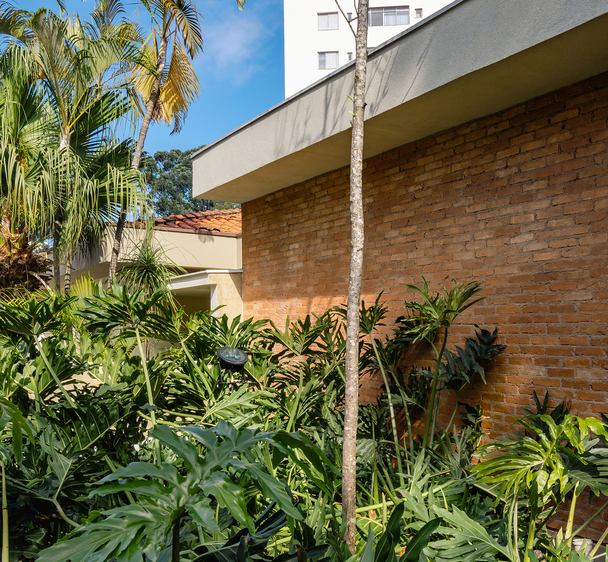 Exposed brick wall under a projecting flat roof edge, with a slim tree trunk rising through lush philodendron planting