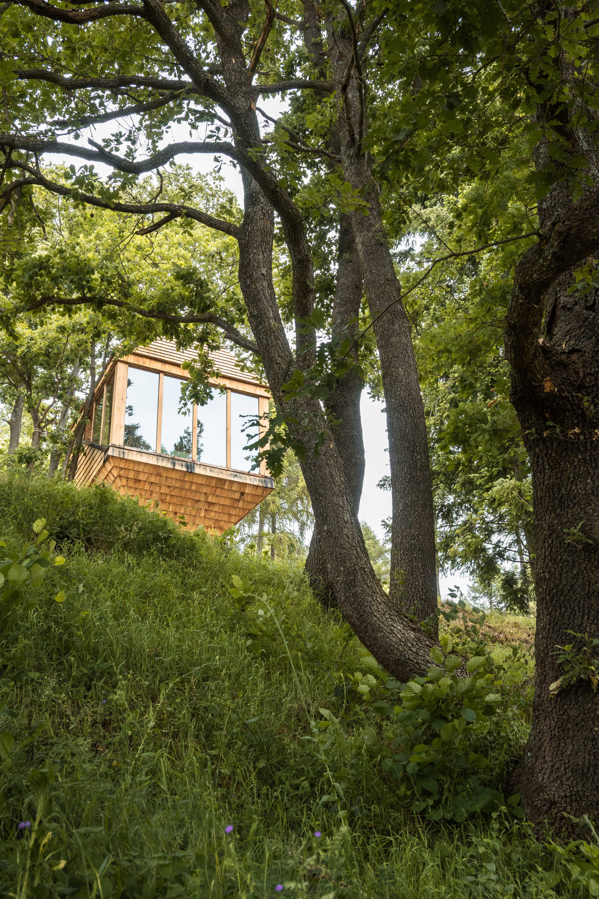 Shingle-clad cabin with a glazed corner perched on a grassy slope, seen from below through oak trunks in summer leaf