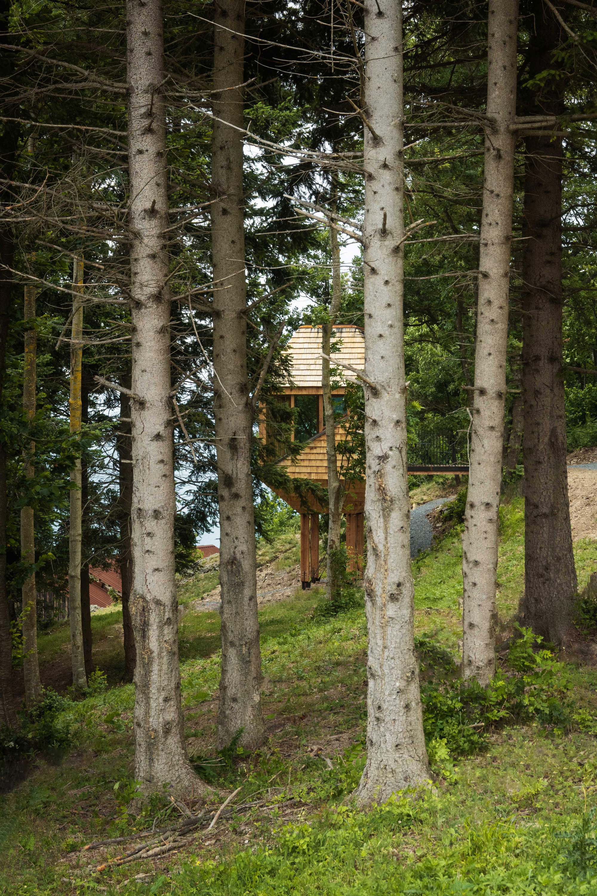 Timber cabin raised on slender wooden posts, glimpsed between tall spruce trunks on a forested hillside in soft daylight