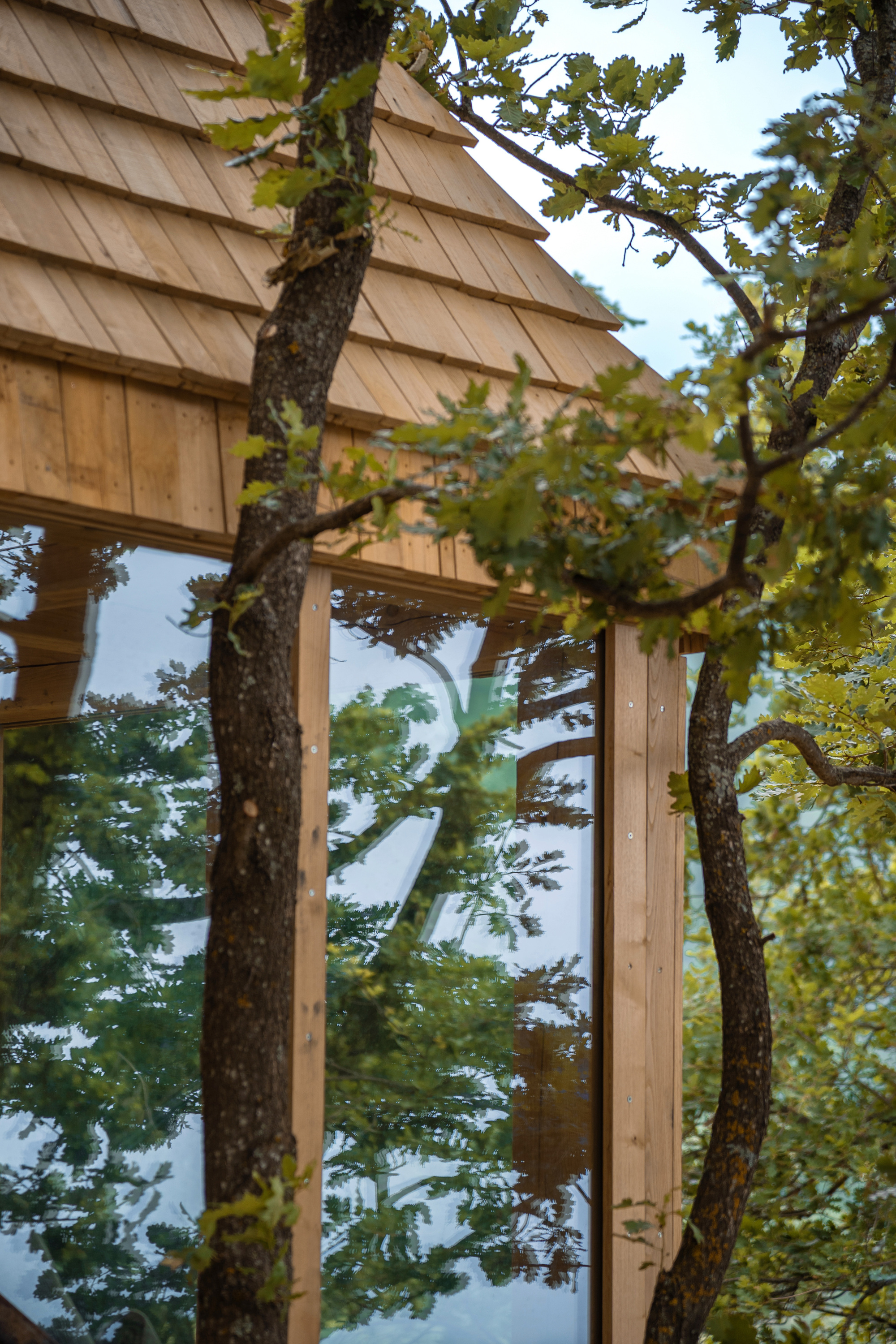 Close-up of the shingled roof edge and timber-framed glazing reflecting oak leaves, with a tree trunk crossing the frame