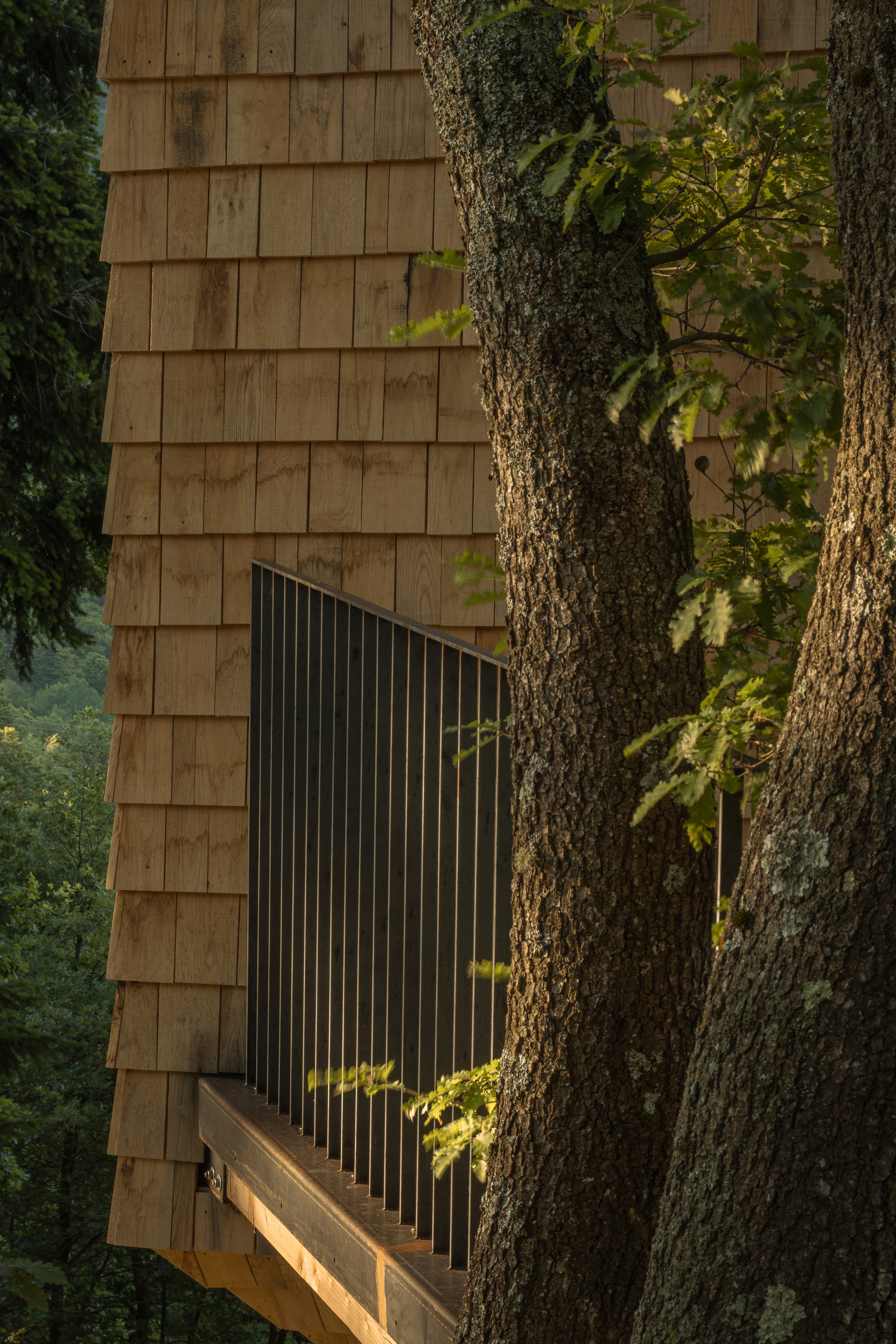 Corner of the cedar shingle wall beside a black steel baluster railing, with oak trunks catching warm evening light