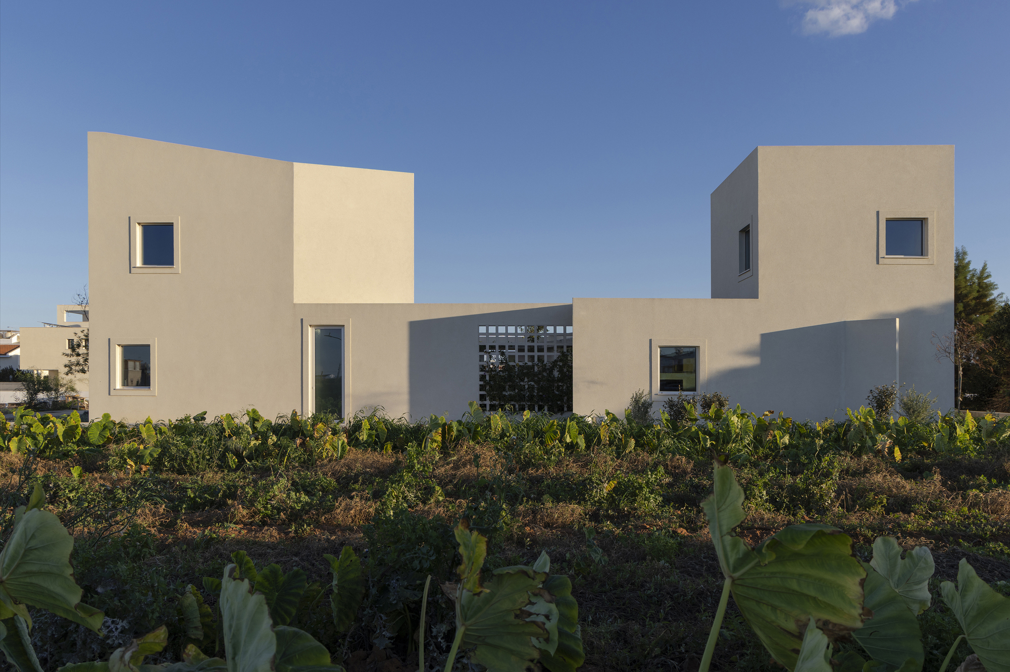 Pale stucco house with staggered boxy volumes and a lattice screen wall, seen over a field of taro leaves in low sun