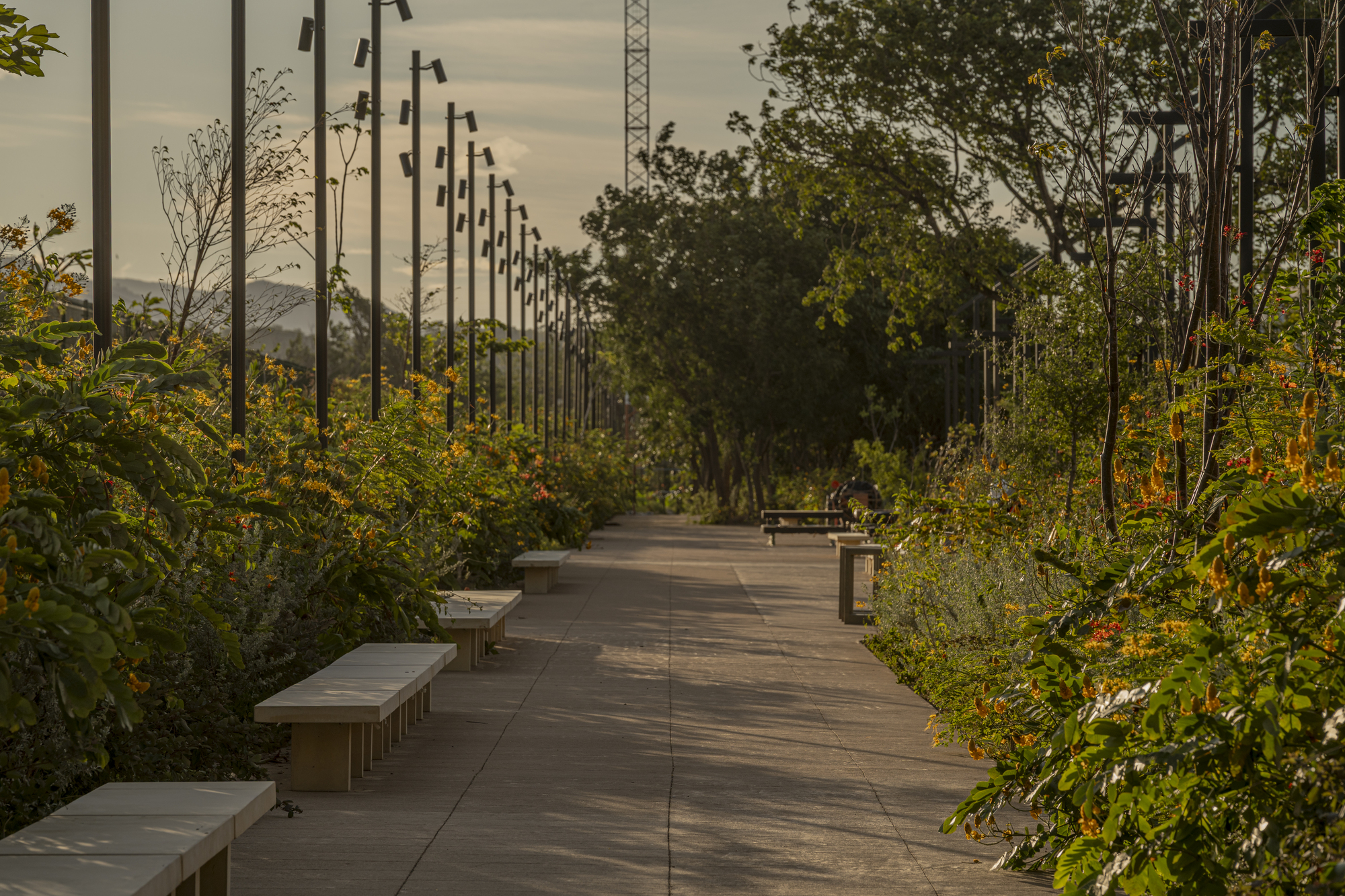 Concrete promenade lined with stone benches, tall black light poles and orange-flowering shrubs in warm evening light