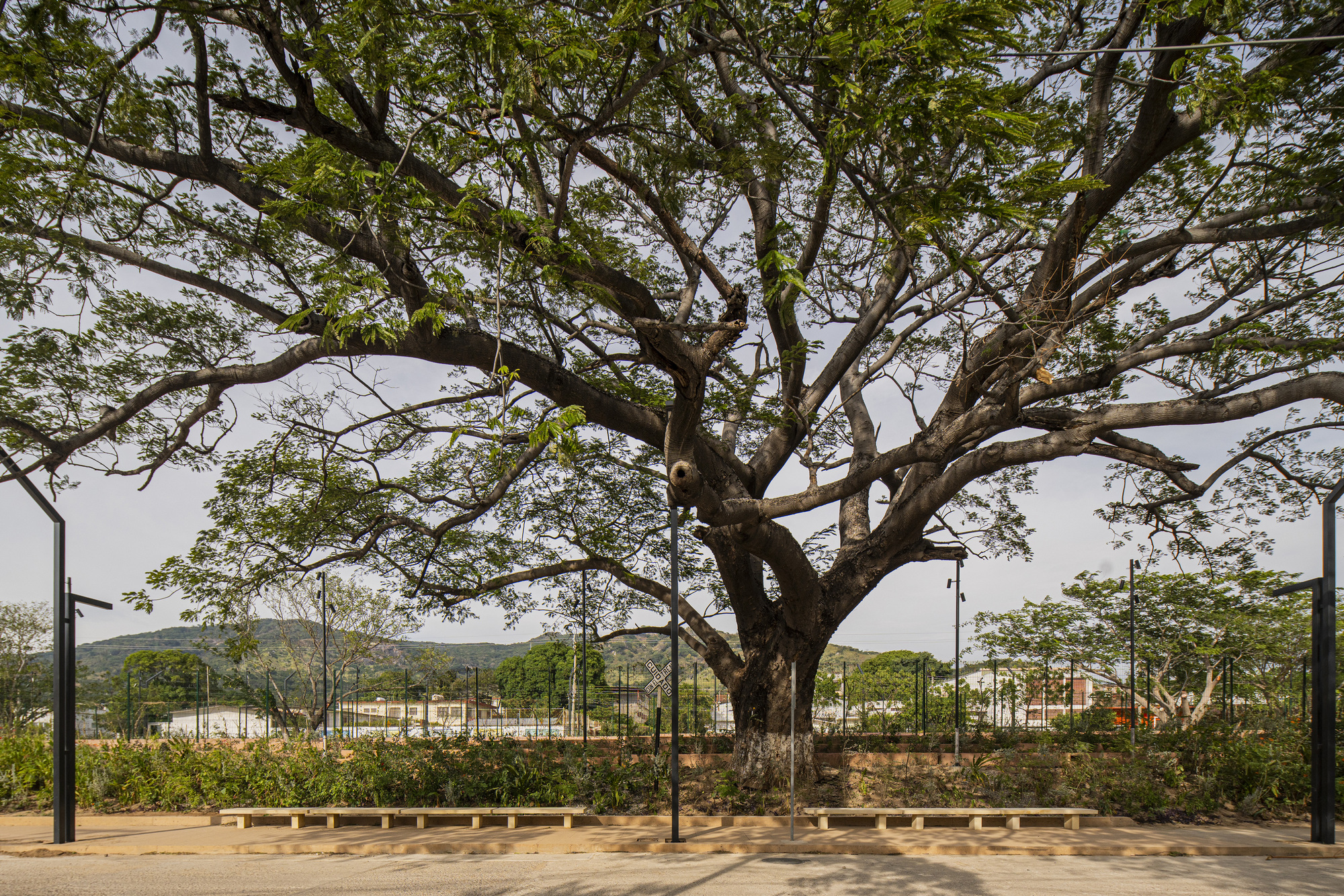 Broad spreading tree with a thick trunk behind a long low bench and planted bed, framed by black lamp poles
