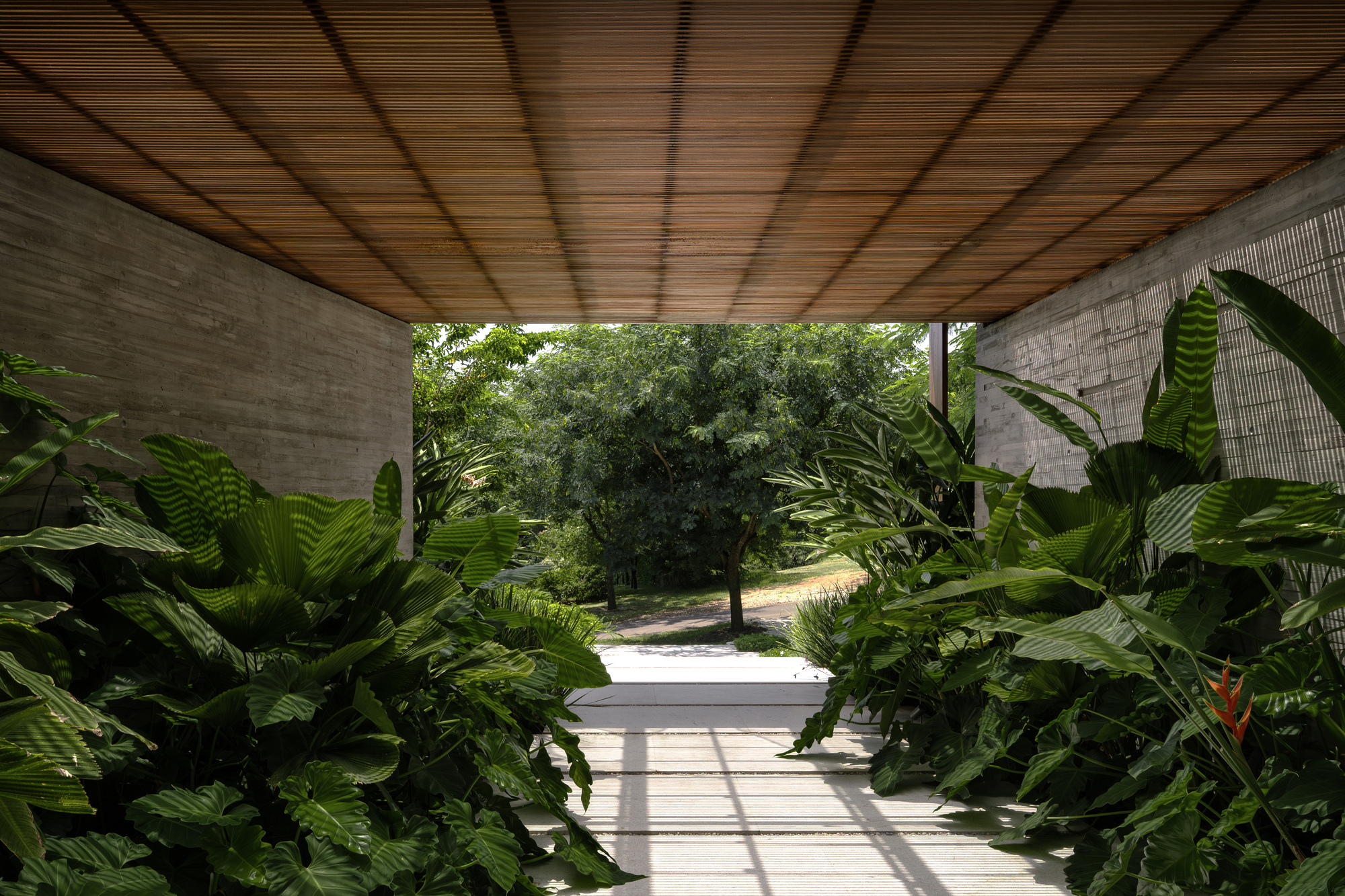 Covered passage with slatted timber ceiling and concrete walls, framing a garden tree through dense tropical leaves and a red flower