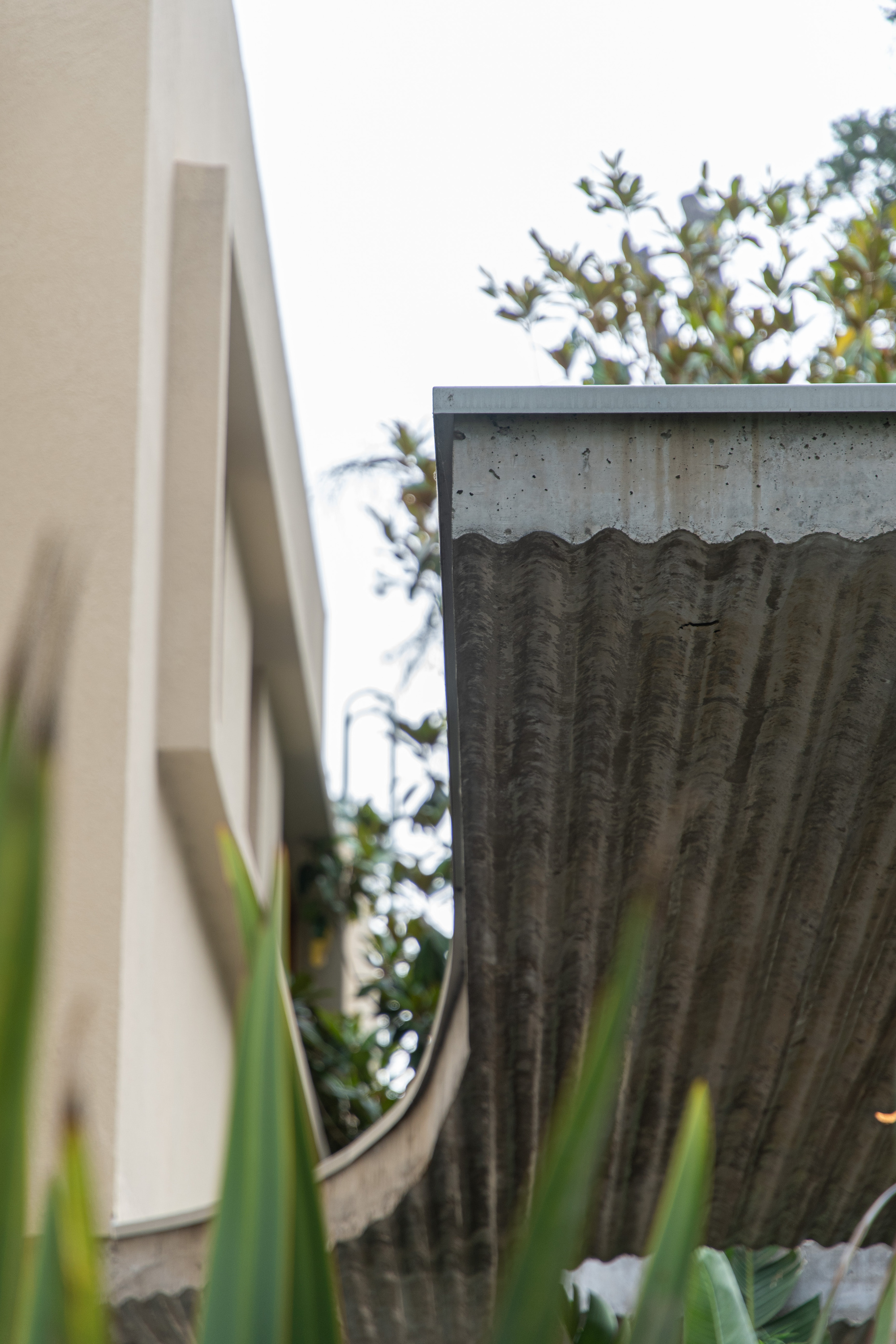 Corrugated concrete roof edge with a curved underside beside a pale rendered wall, seen through spiky green leaves