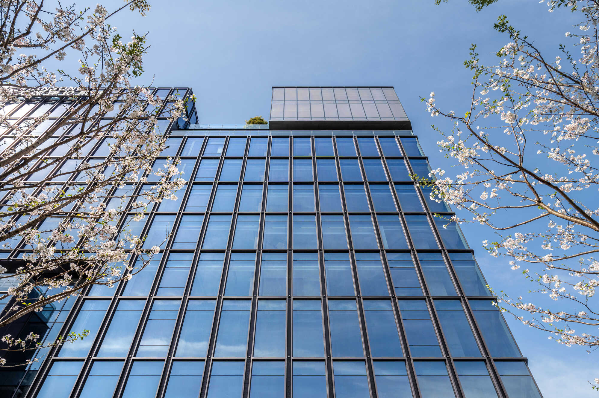 Upward view of the glass curtain wall with dark mullions and a rooftop planter, framed by cherry blossom branches