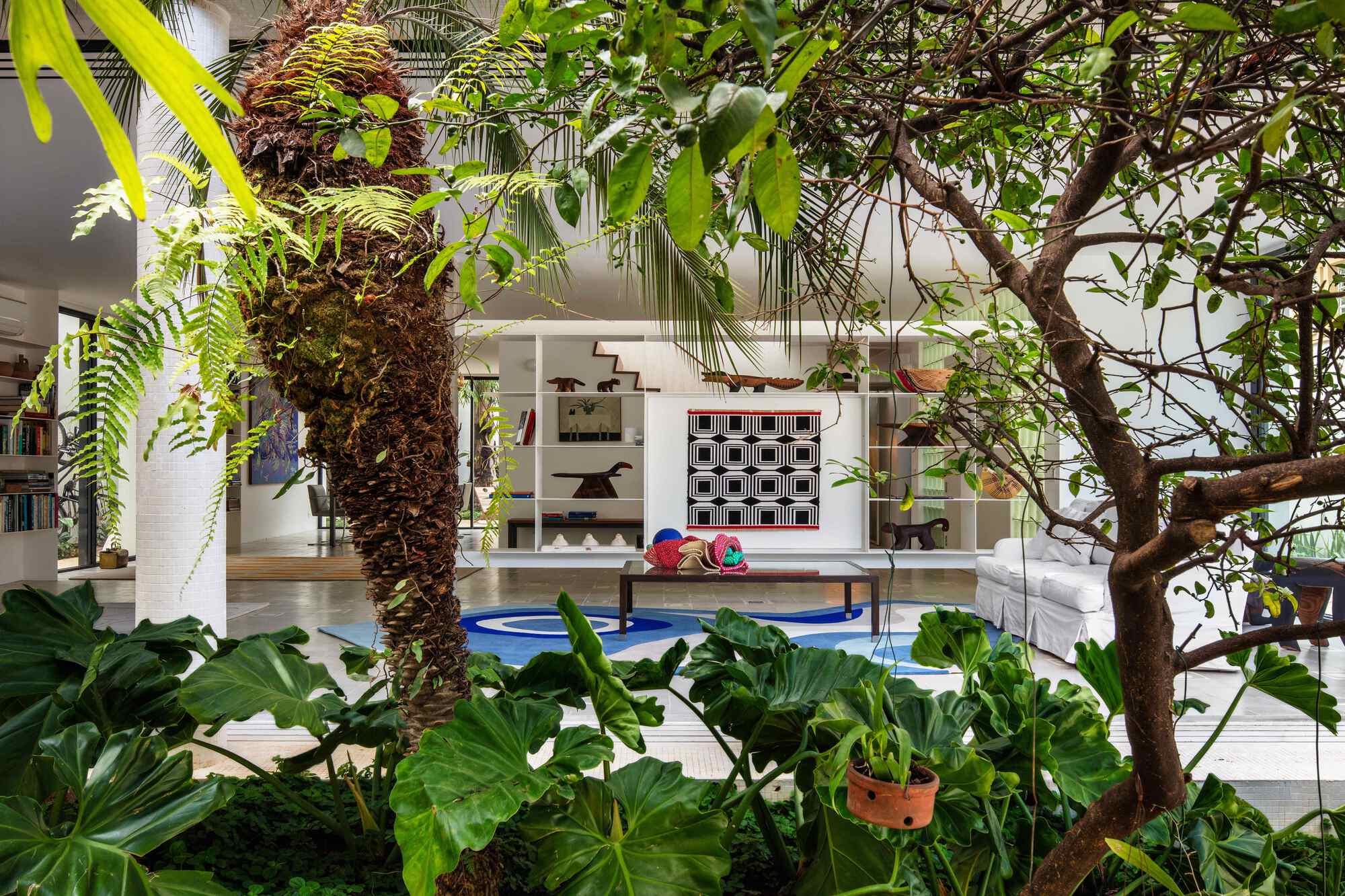 Interior courtyard planting of palm trunk, ferns and broad-leaved plants framing a living room with shelving and a low table