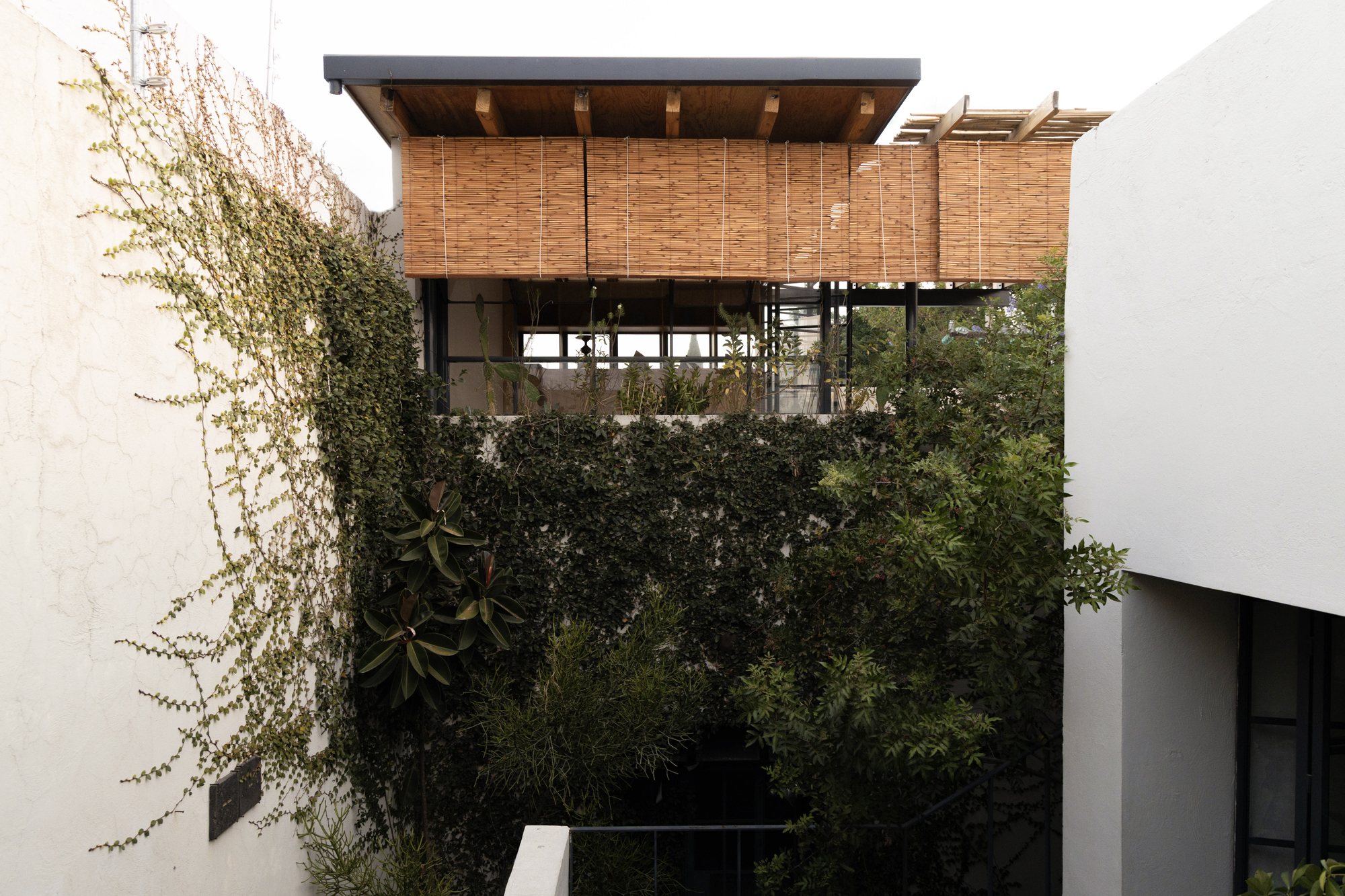 Rooftop pavilion with bamboo roller blinds and timber rafters rising above a wall of climbing vines between white stucco walls