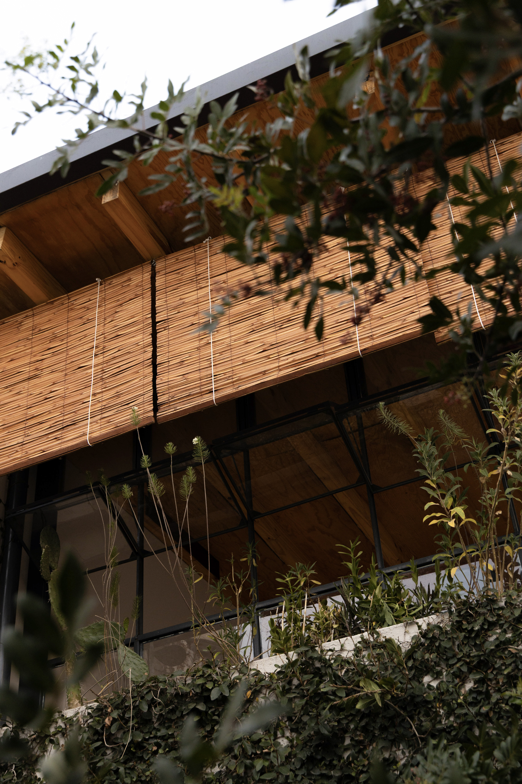 Upward view of bamboo blinds and exposed timber beams on the pavilion edge, partly screened by olive-like branches and climbing vines