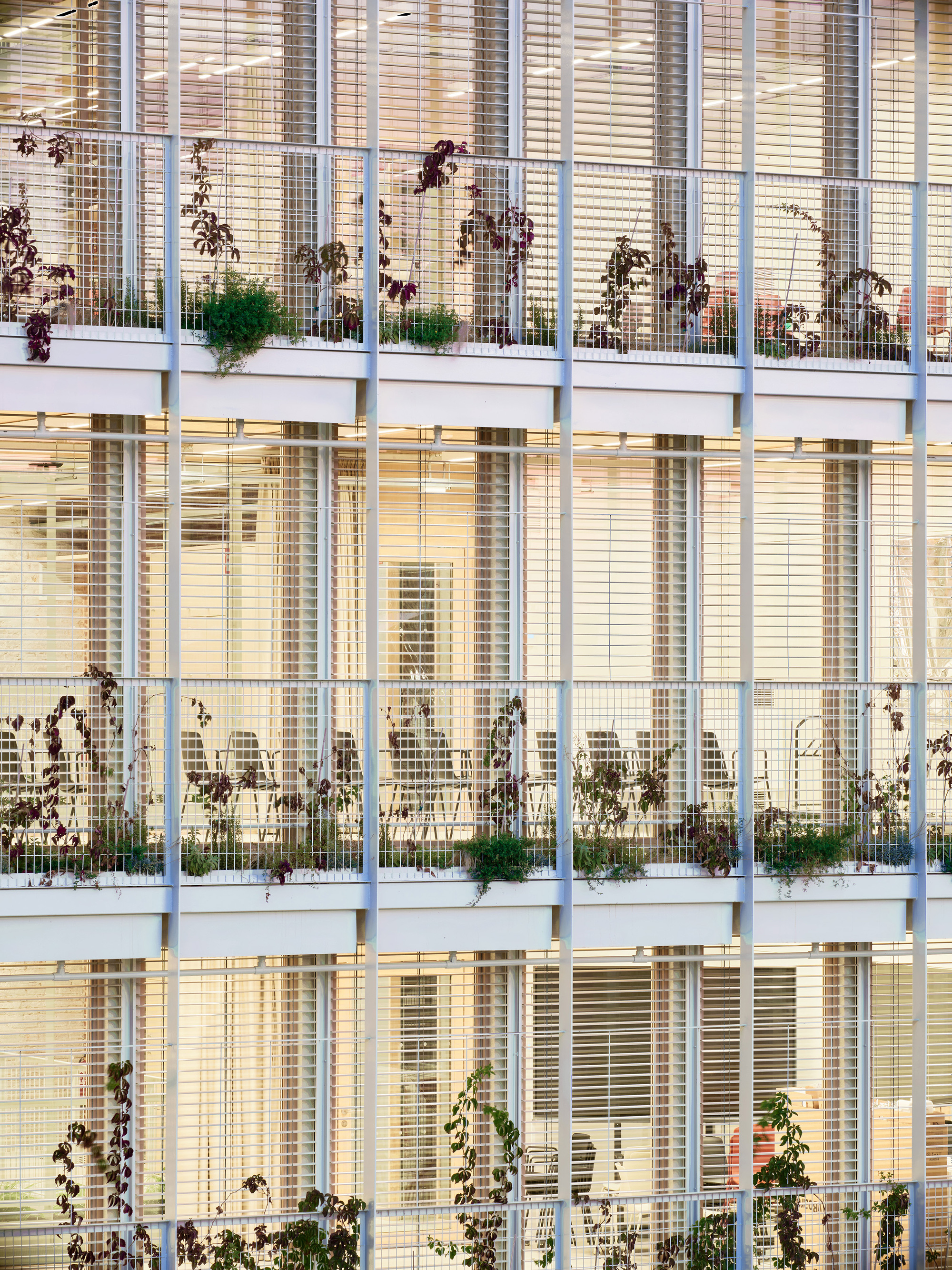 Close-up of the facade's slender white mullions and balcony rails with climbing plants in front of lit, blinded offices