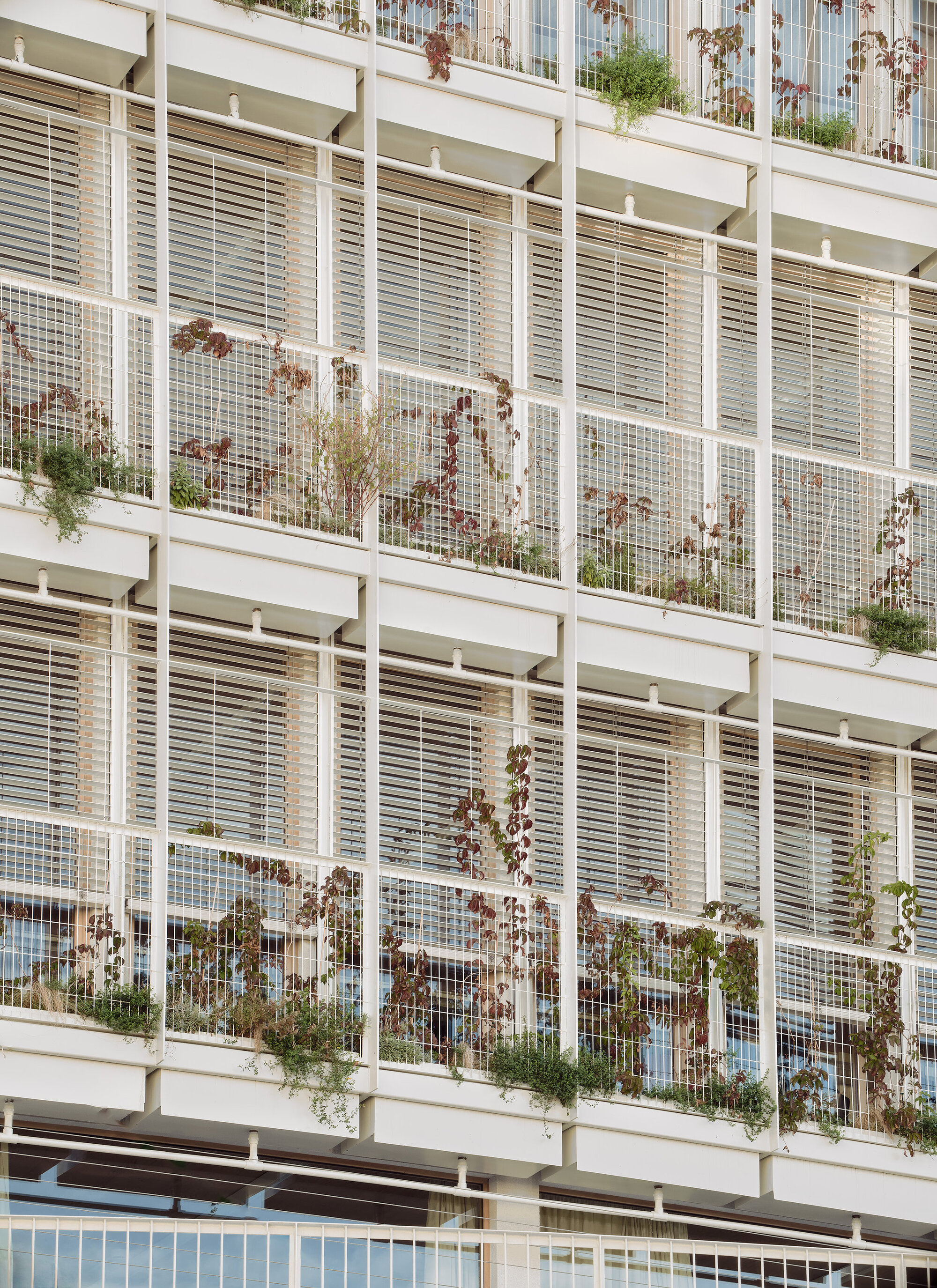 Close view of the facade's white planter ledges, wire mesh screens and timber blinds with red-leaved vines climbing in afternoon light