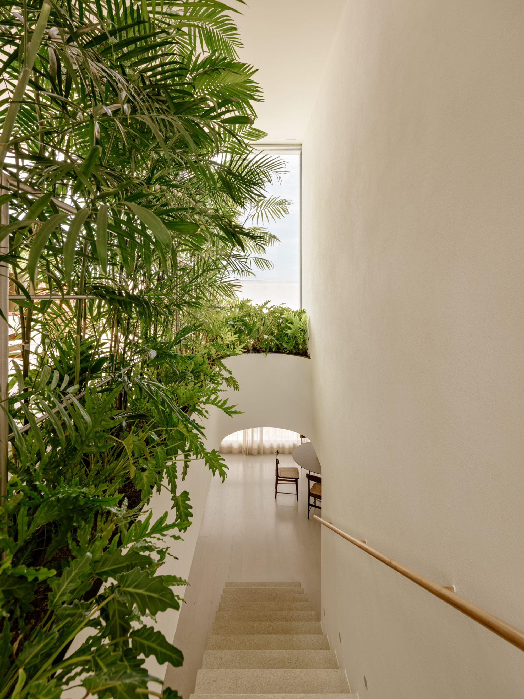 Stone stair descending beside a white curved wall and a tall planter of palms, with daylight from a high window