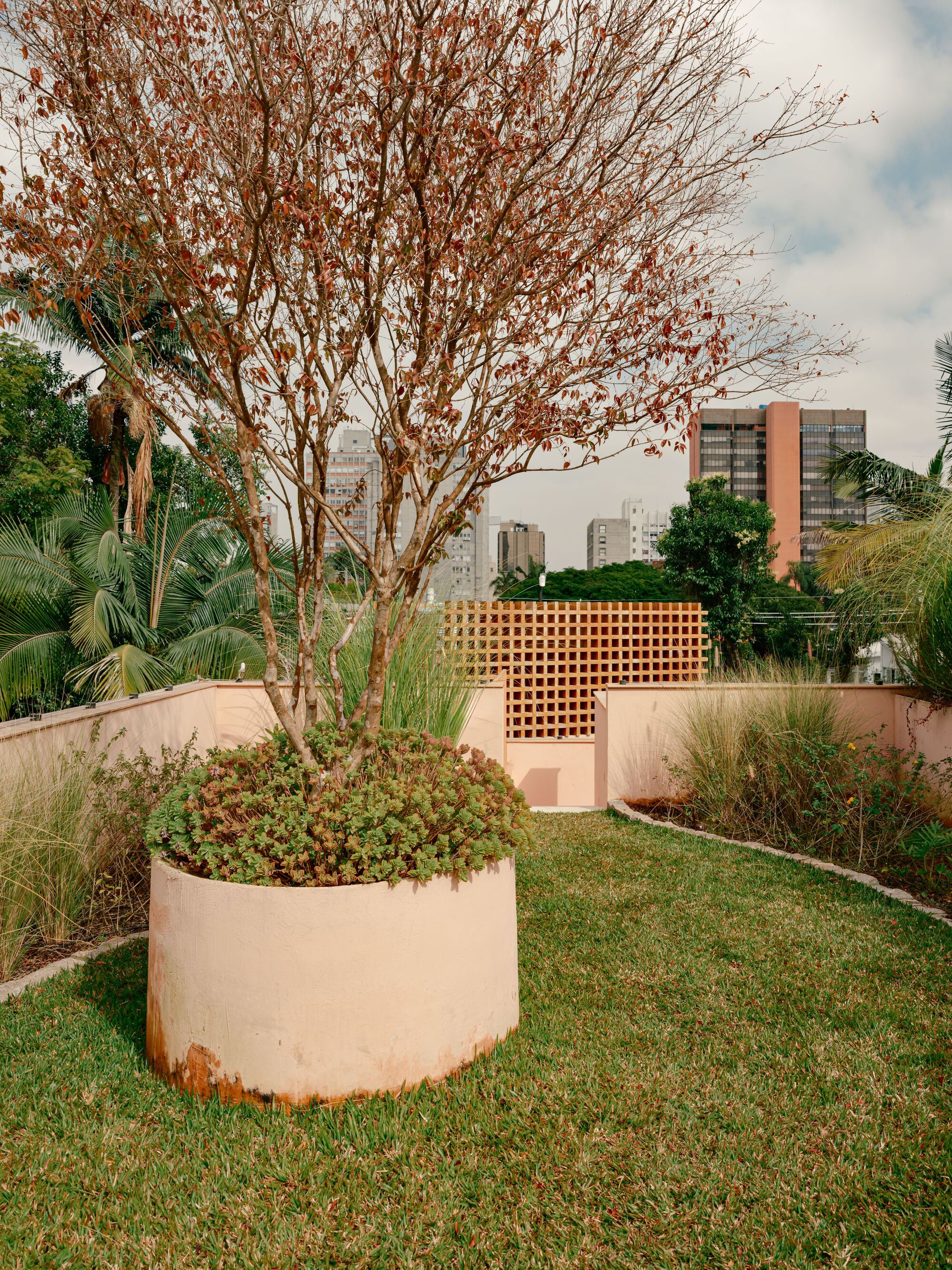 Round pink planter with a leafy tree on a rooftop lawn, a timber lattice screen behind and city towers under cloud