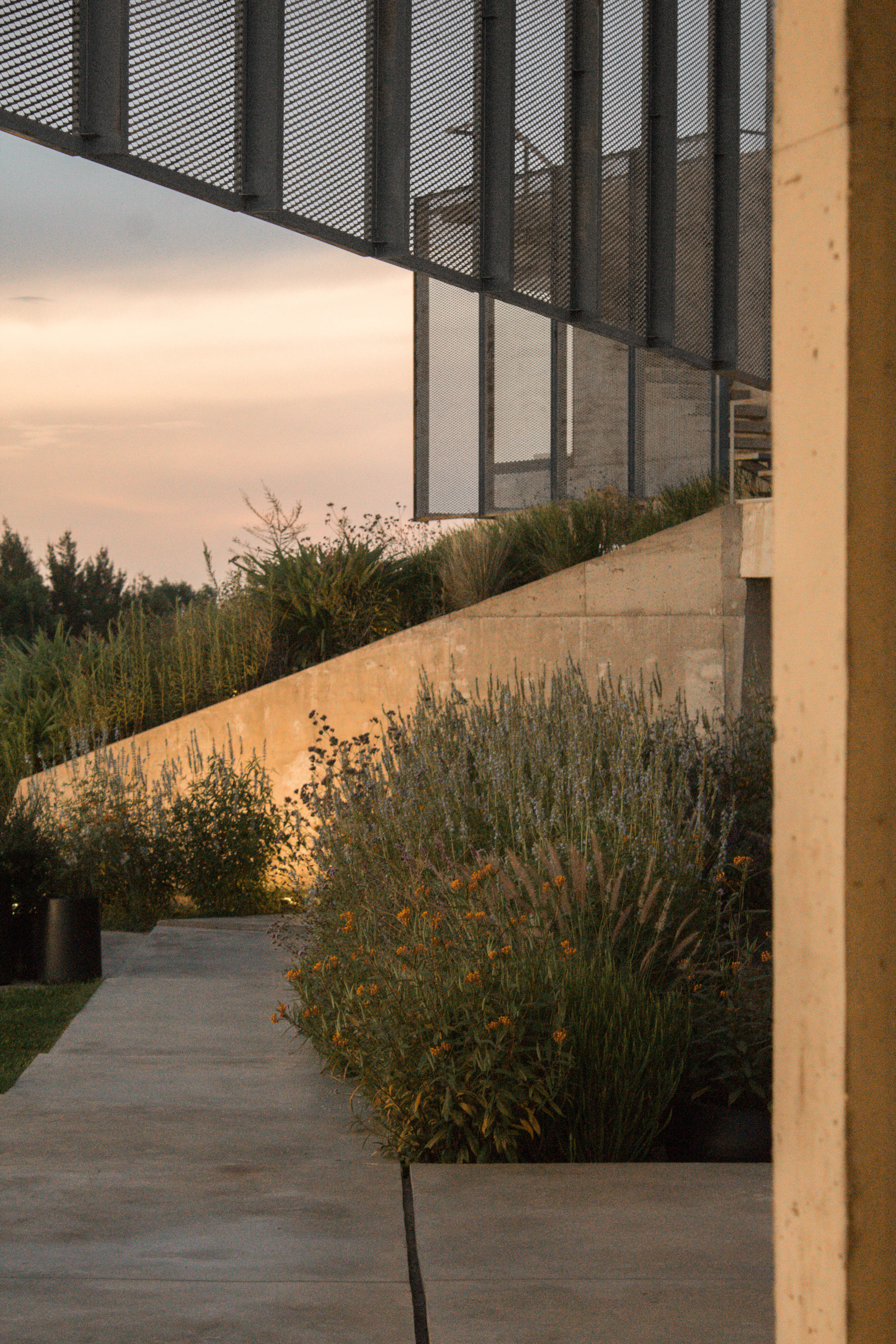 Mesh-screened upper volume above a sloping concrete wall and planted bed with orange flowers in pink evening light