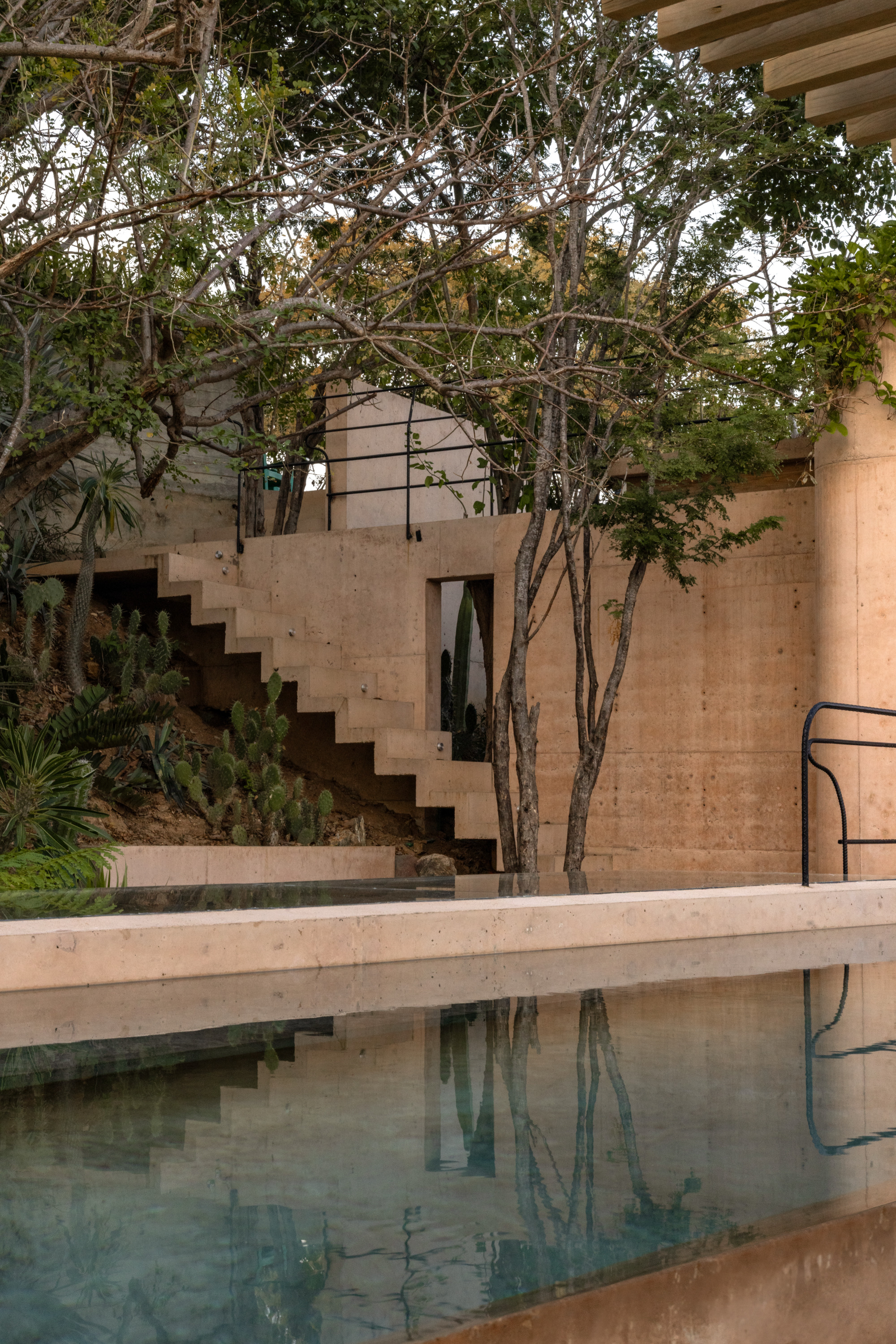 Concrete stair climbing a hillside of cacti beside a still pool that reflects the wall and thin tree trunks