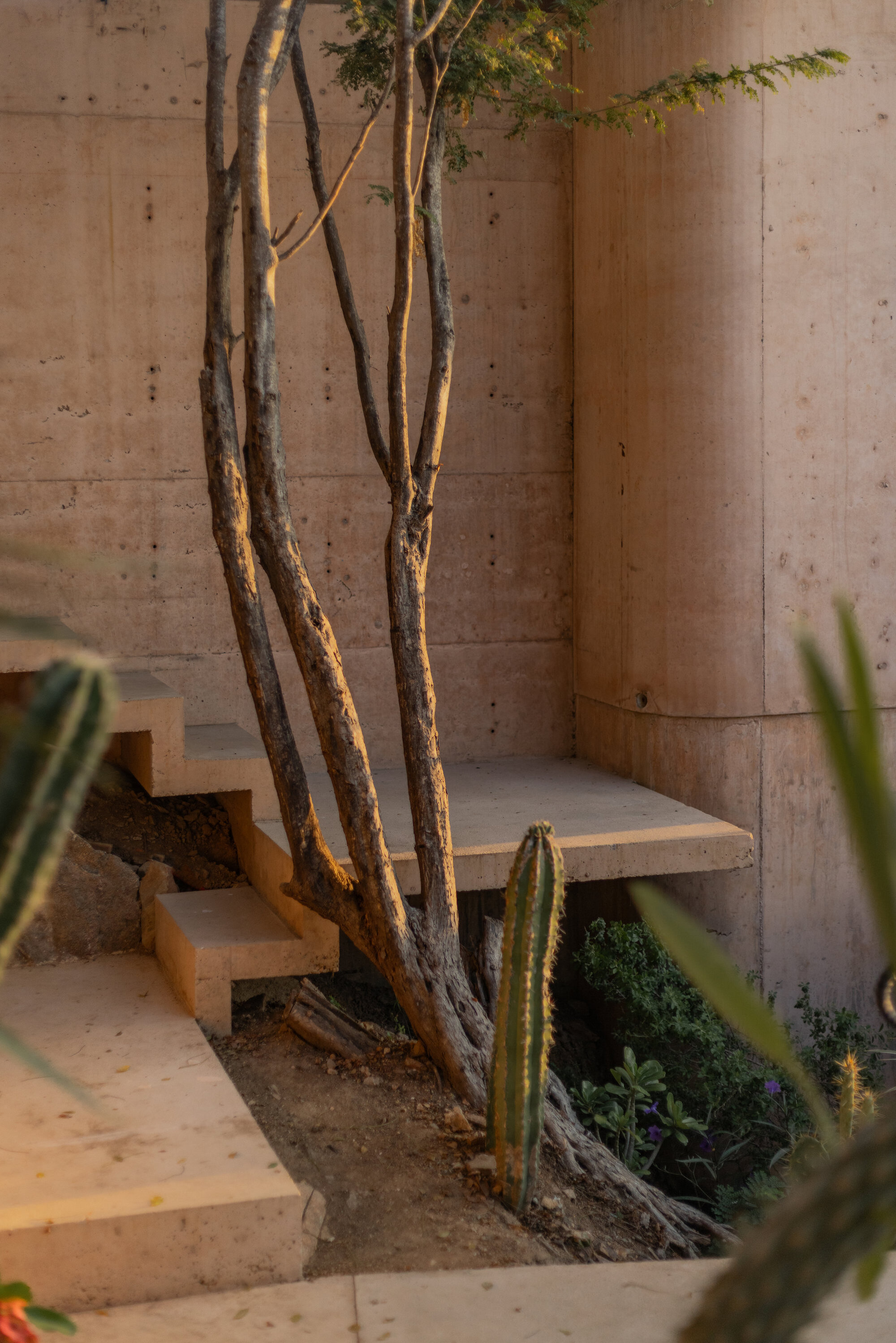 Cantilevered concrete stair beside a multi-trunked tree and columnar cactus, lit by low golden sun against a board-marked concrete wall
