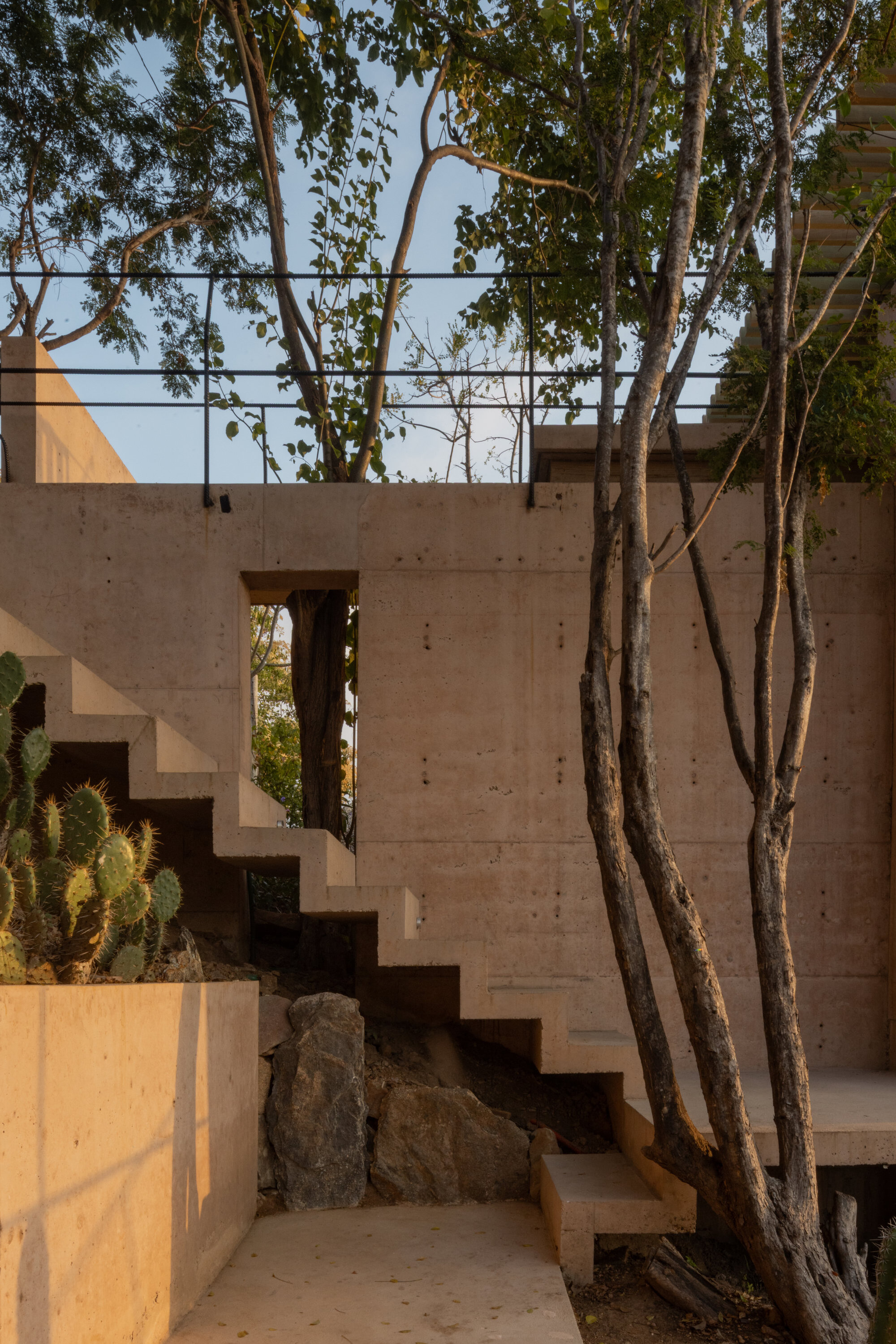 Concrete stair stepping up a board-formed wall beside a cactus planter and a leaning tree in warm evening light