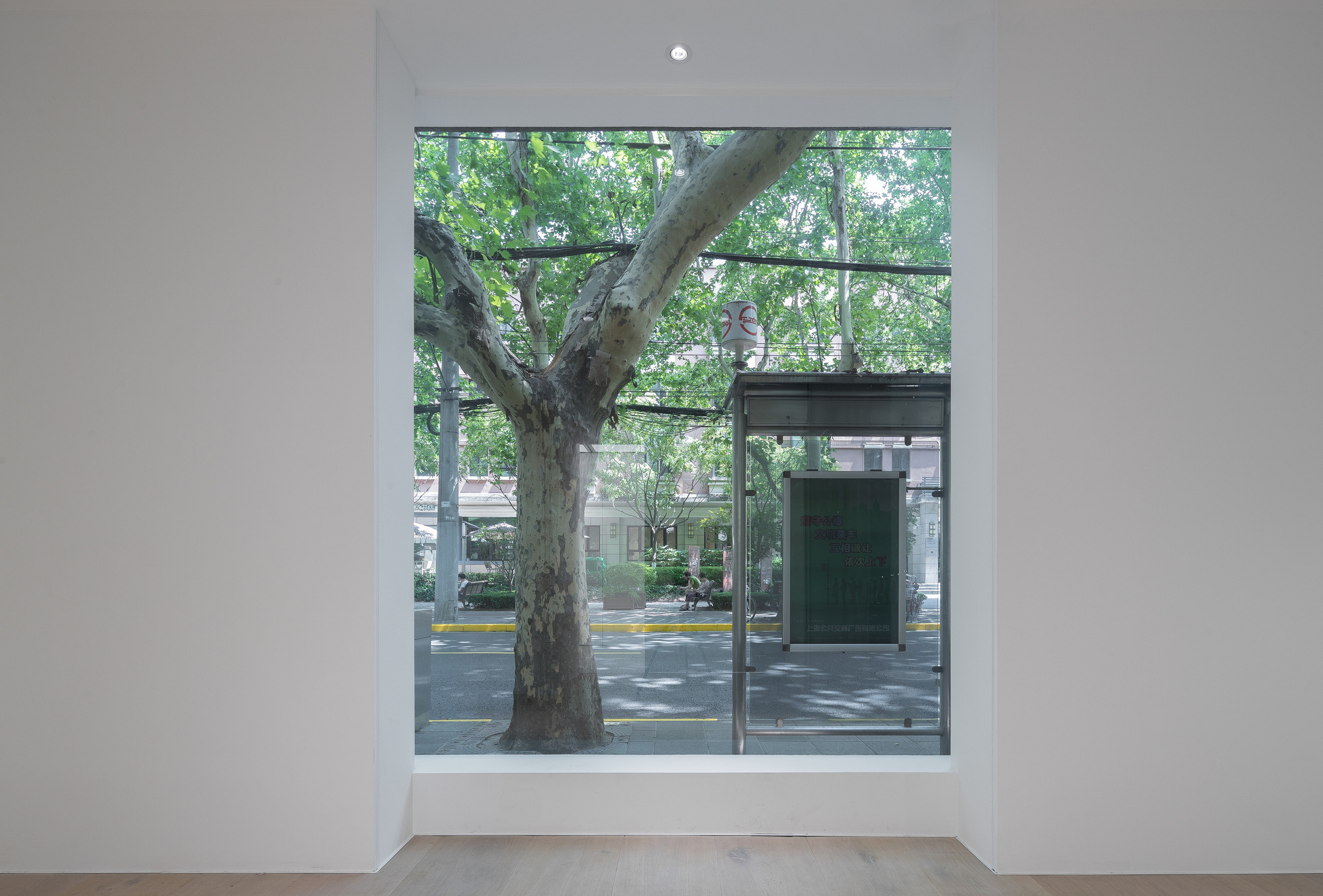 Deep window framing a plane tree and a bus shelter across the street, seen from a white room with timber floor