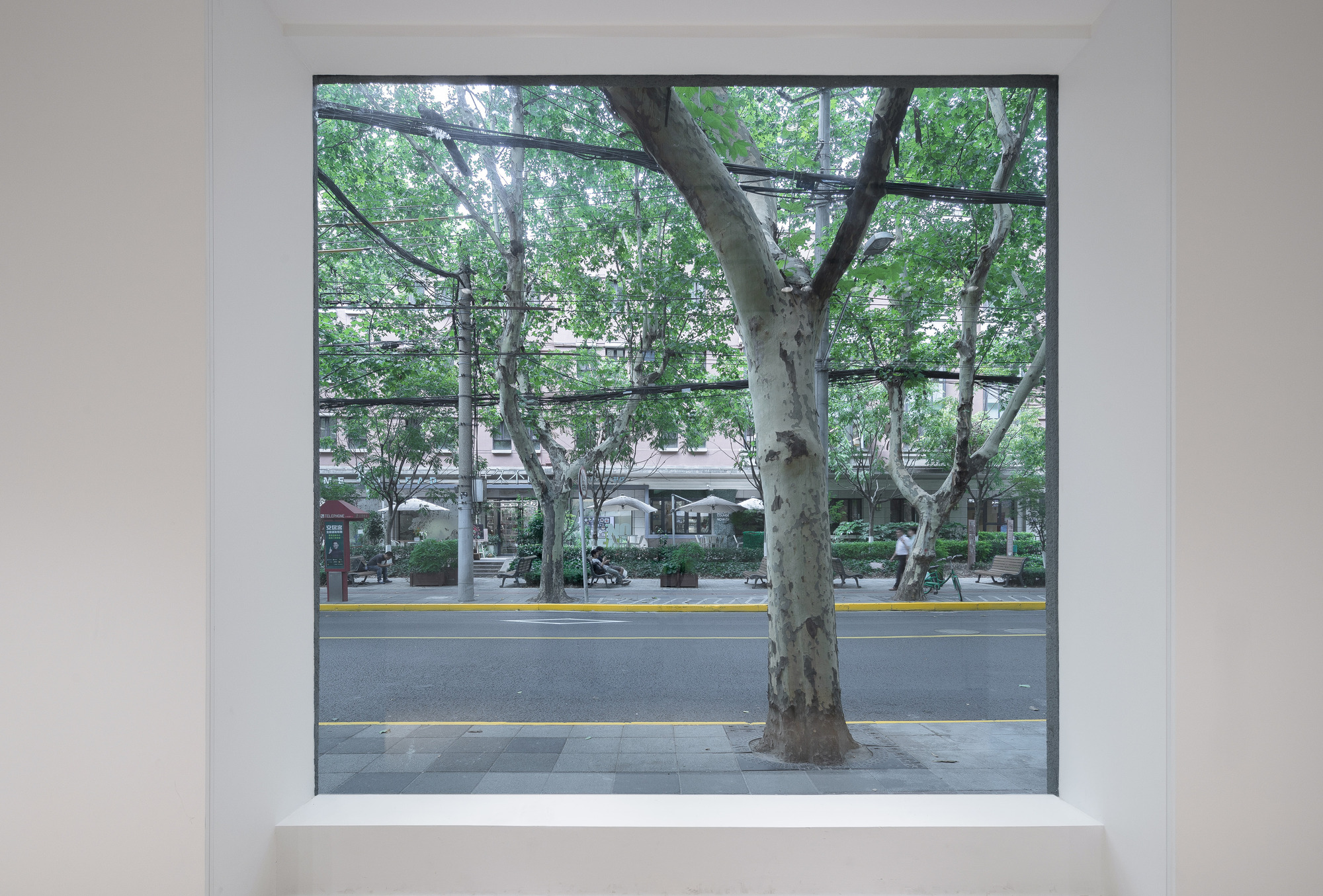 Deep square window framing a plane tree and the street beyond, seen from a white gallery interior in soft daylight