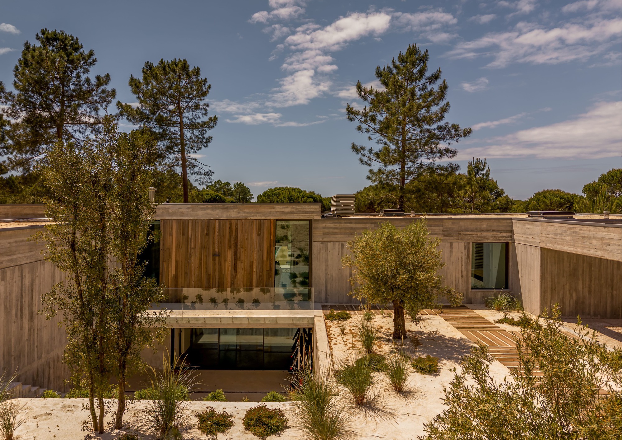 Courtyard elevation of concrete and timber-clad walls with an olive tree, grasses and a wooden deck in hard midday sun