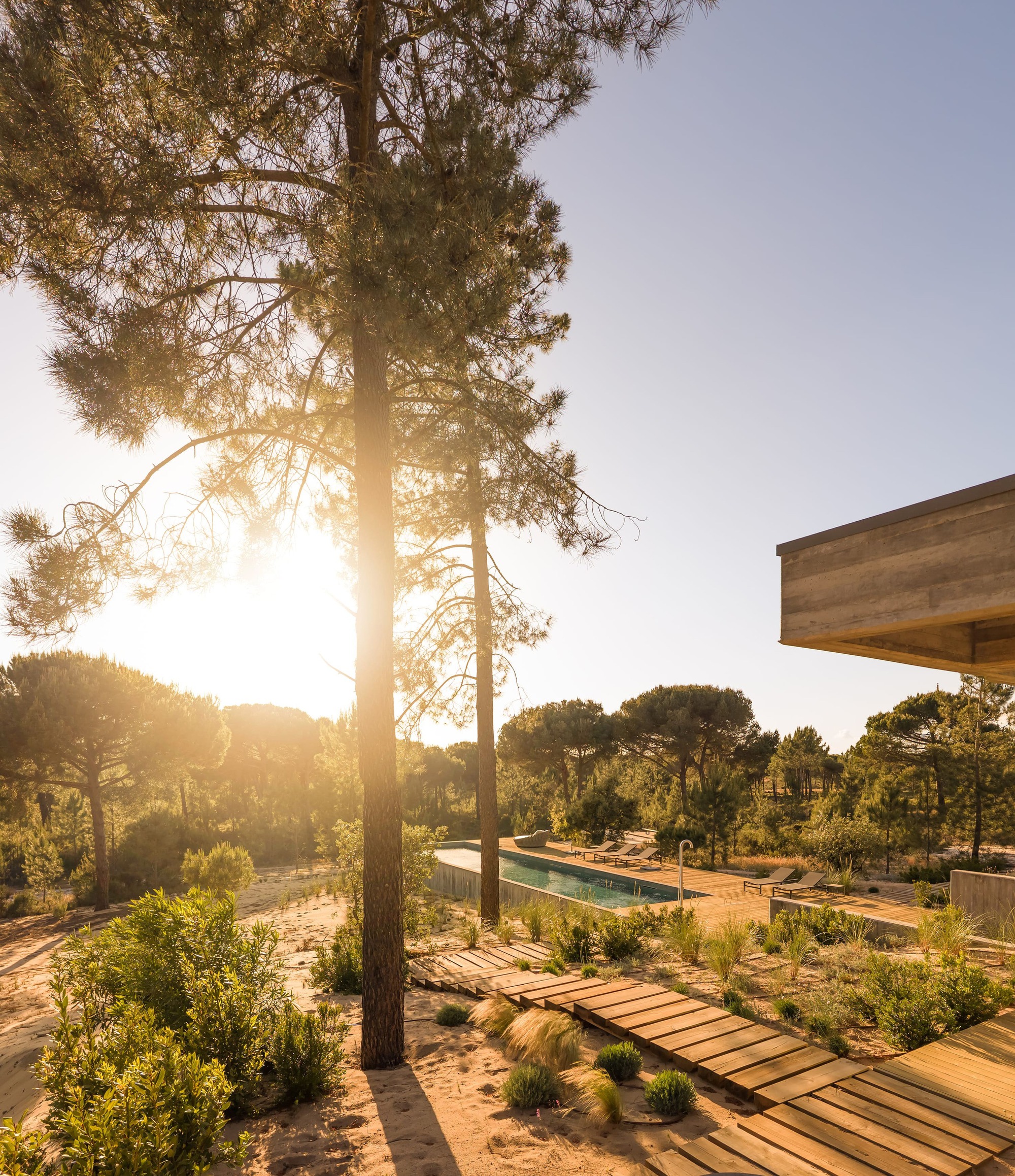 Timber boardwalk crossing sand and grasses toward a lap pool, with a concrete eave and pines backlit by low sun
