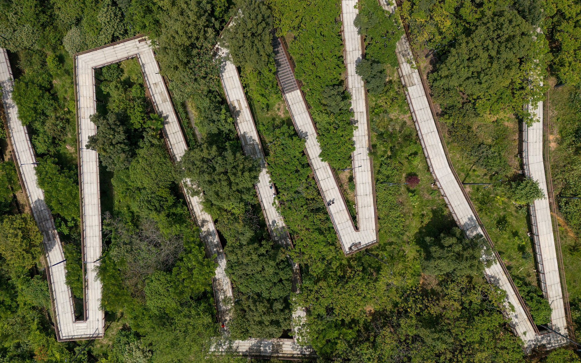 Top-down view of zigzagging timber boardwalk ramps threading through dense green tree canopy in bright daylight