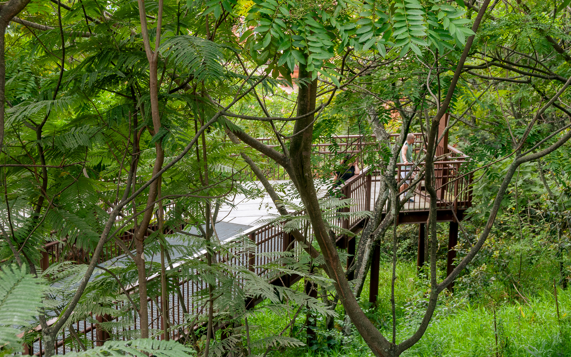 Wooden boardwalk with railings seen through fern-like leaves and branches, a visitor standing on a landing in the green canopy