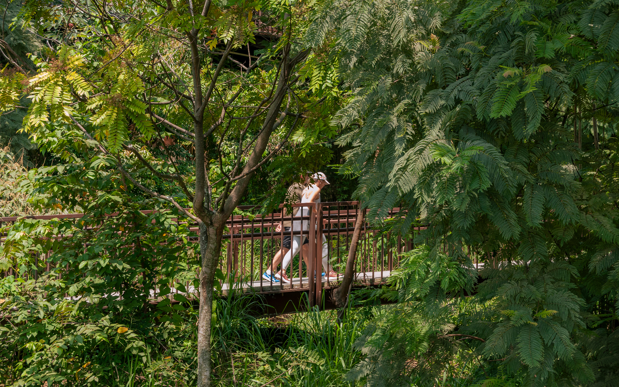 Person in a cap walking along a railed footbridge, framed by dense green foliage in bright midday light