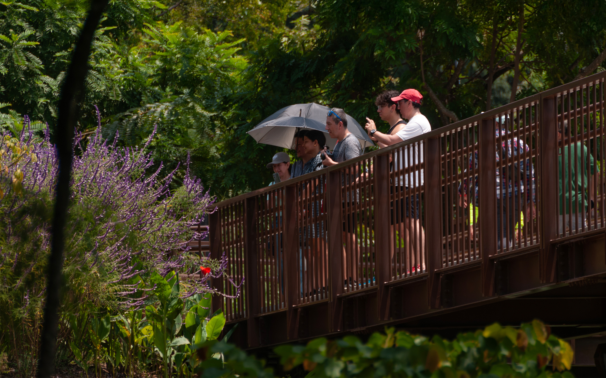 Visitors standing at a timber-railed elevated walkway, one holding a grey umbrella, beside flowering purple sage in dappled sunlight