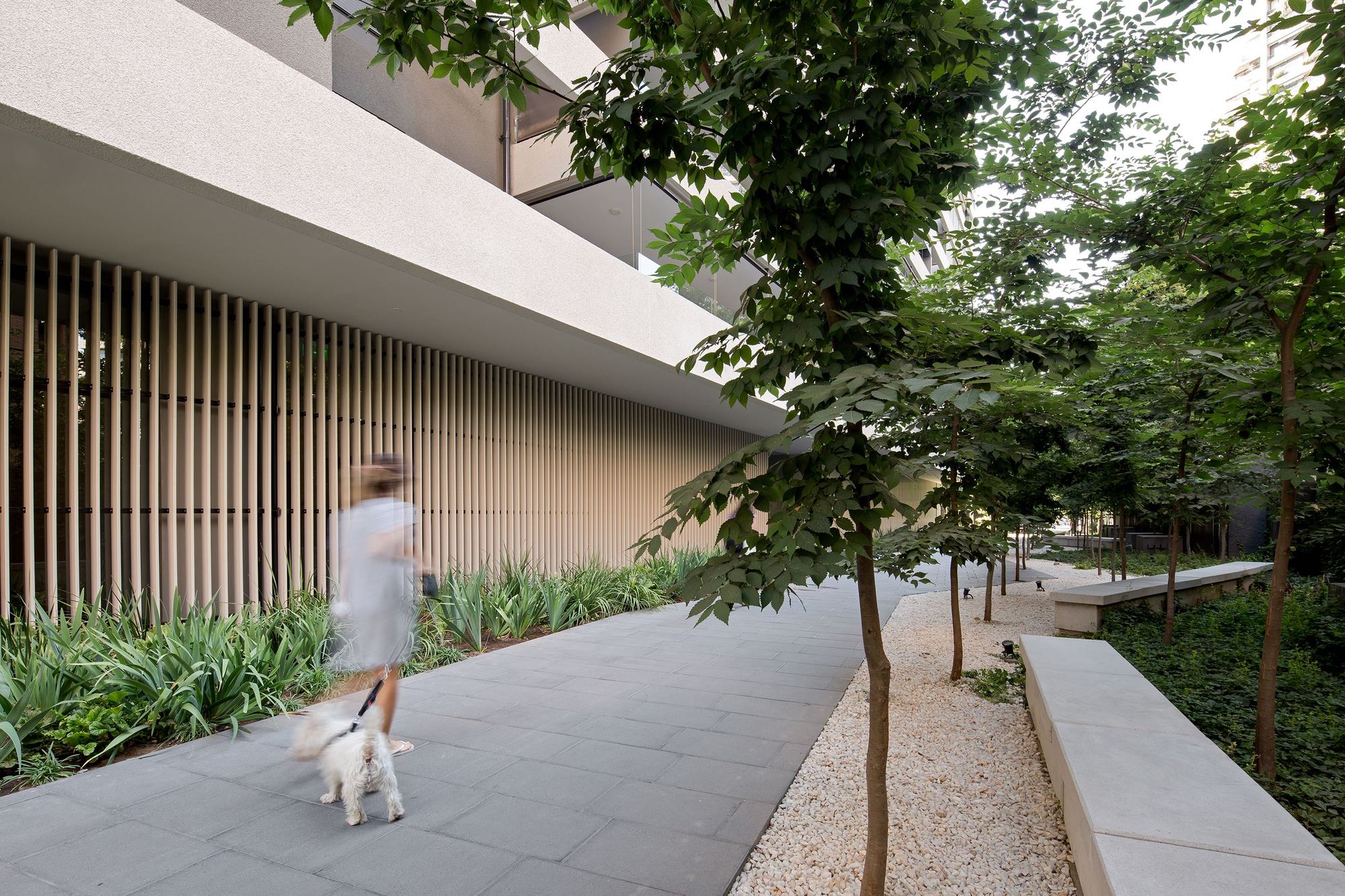 Paved path along a vertical timber slat screen, with a blurred woman walking a white dog beside gravel and young trees