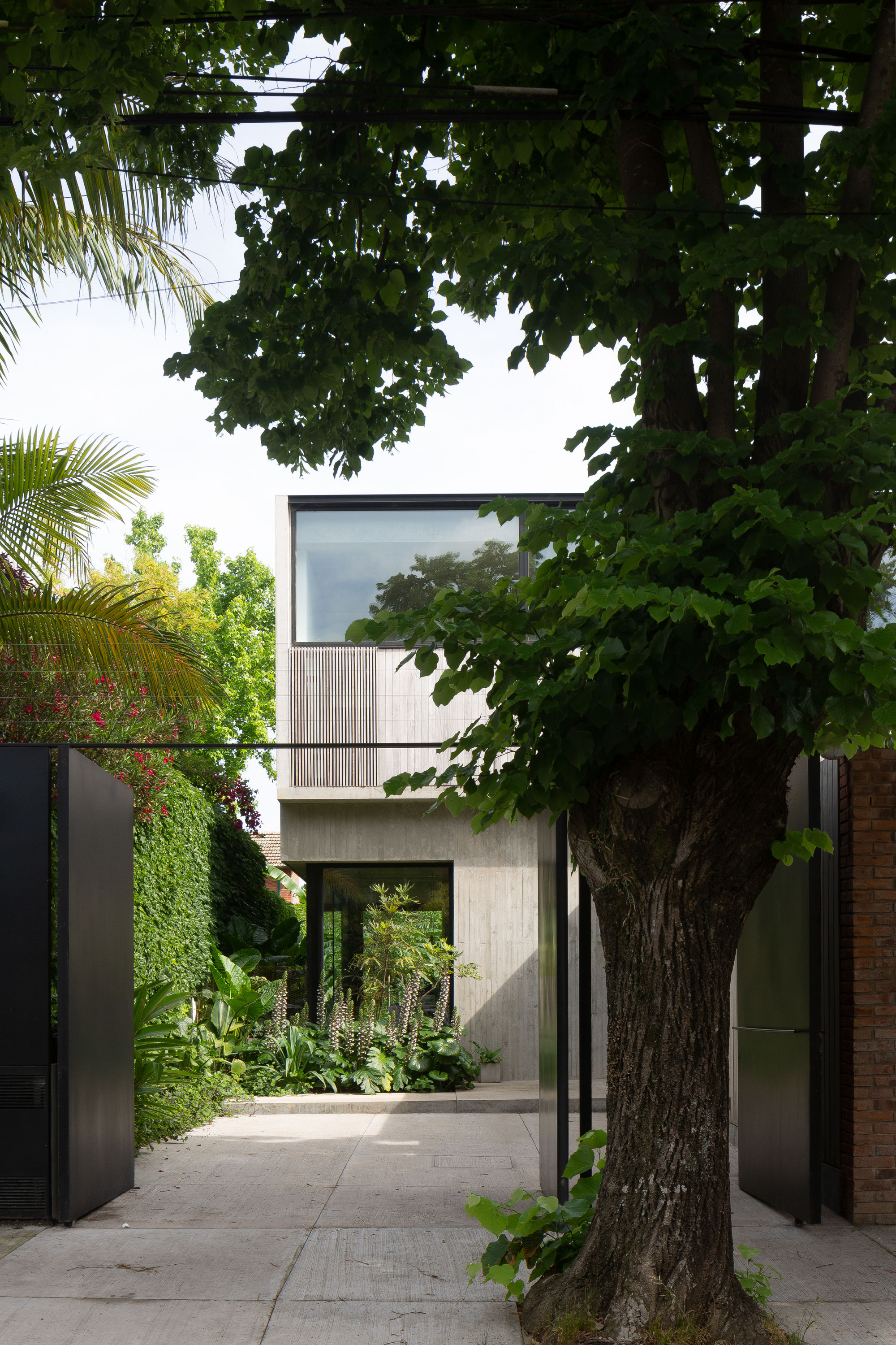Street approach through open black steel gates toward a board-formed concrete house, framed by a leafy tree trunk and palm fronds