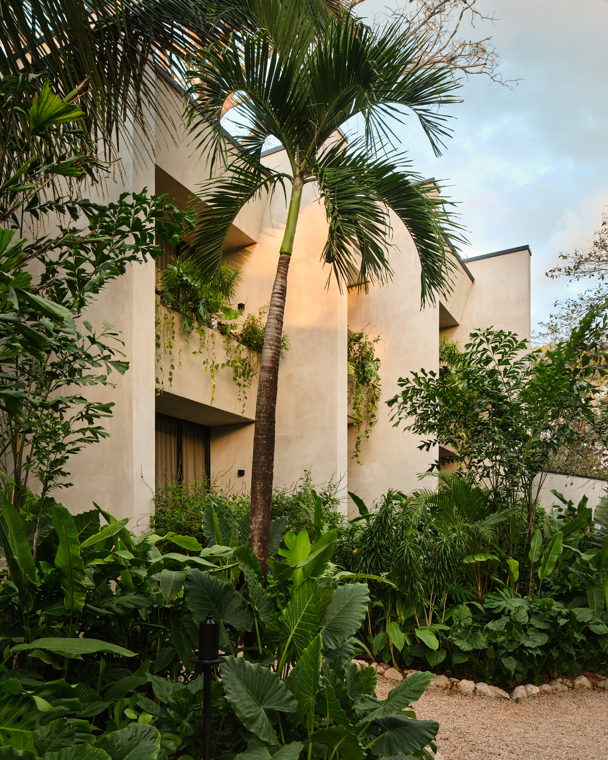Curved plaster balconies with trailing vines behind a slender palm trunk and broad-leaved plants in soft evening light