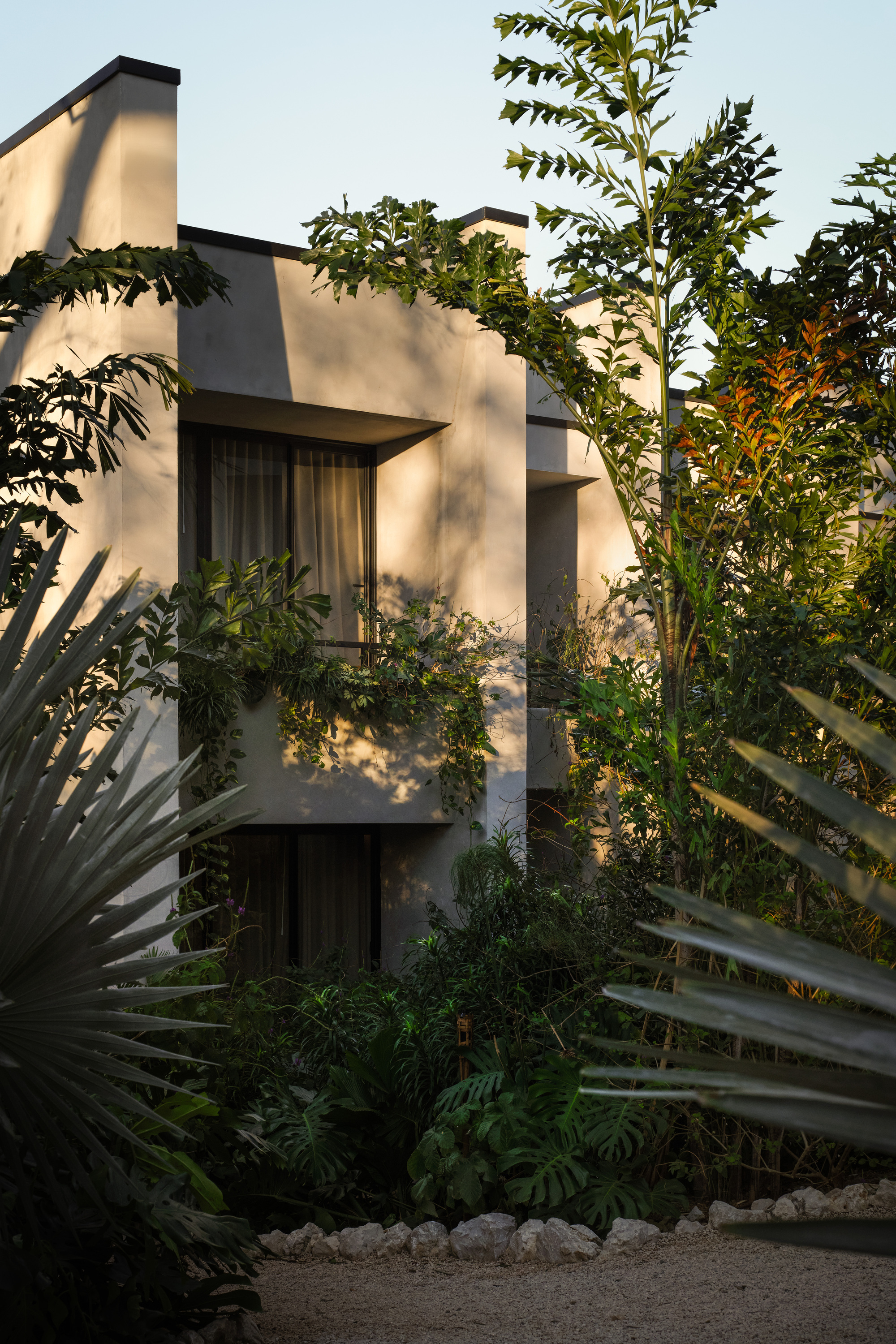 Corner of a stucco volume with a curtained window and trailing vines, lit by low evening sun through palms