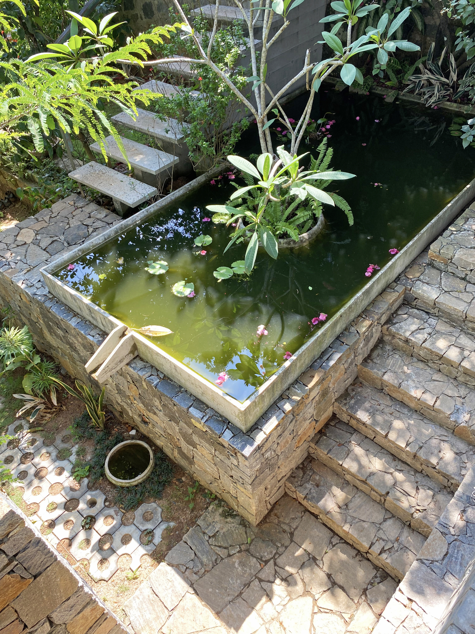 Top-down view of a stone-edged pond with floating pink petals, stepping stones and a frangipani branch in sunlight
