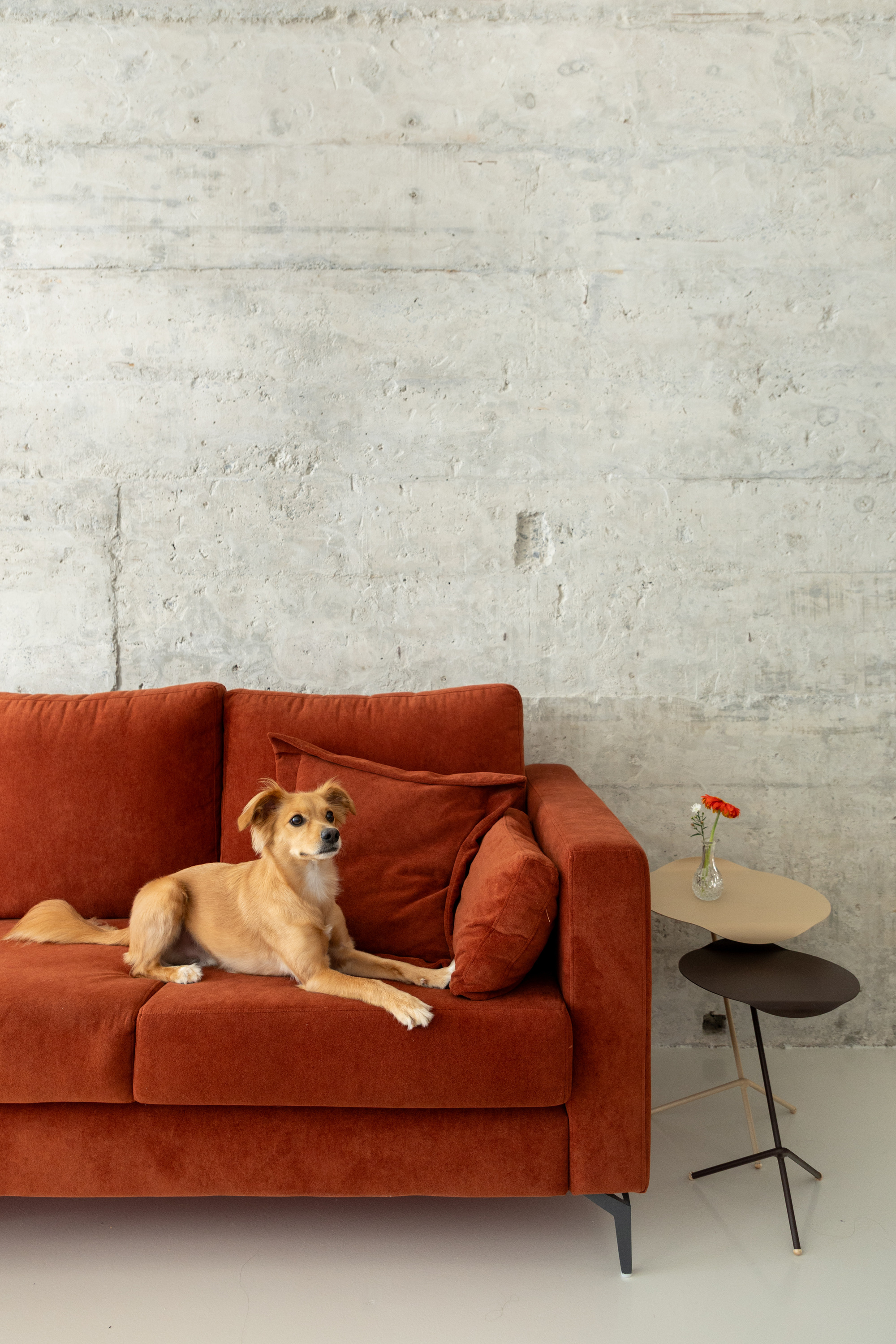 Tan dog resting on a rust sofa against a board-marked concrete wall, next to a two-tier side table with a red flower
