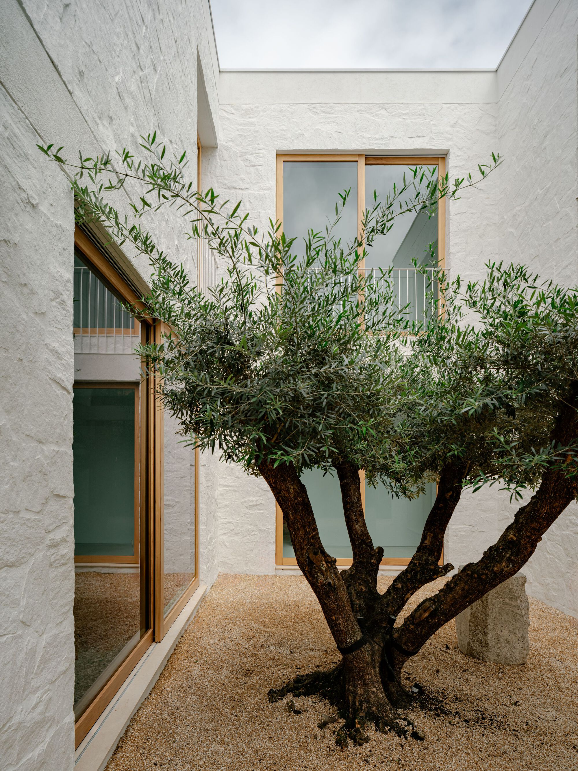 Gravel courtyard with a multi-trunked olive tree against white walls and timber-framed glazing under an overcast sky
