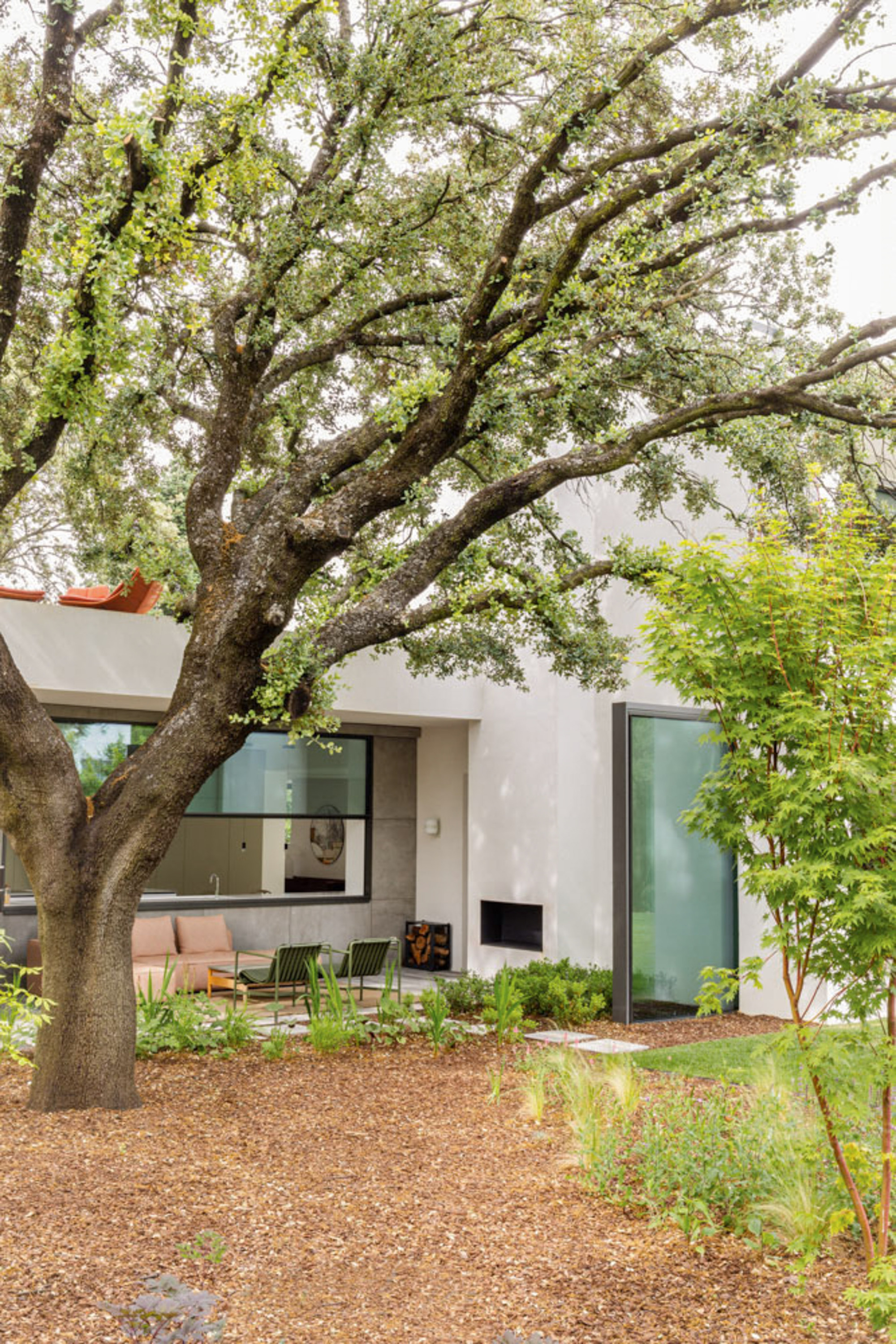 Rendered white wall with corner glazing and a low-lit lounge, partly hidden by a large oak branching over a wood-chip garden